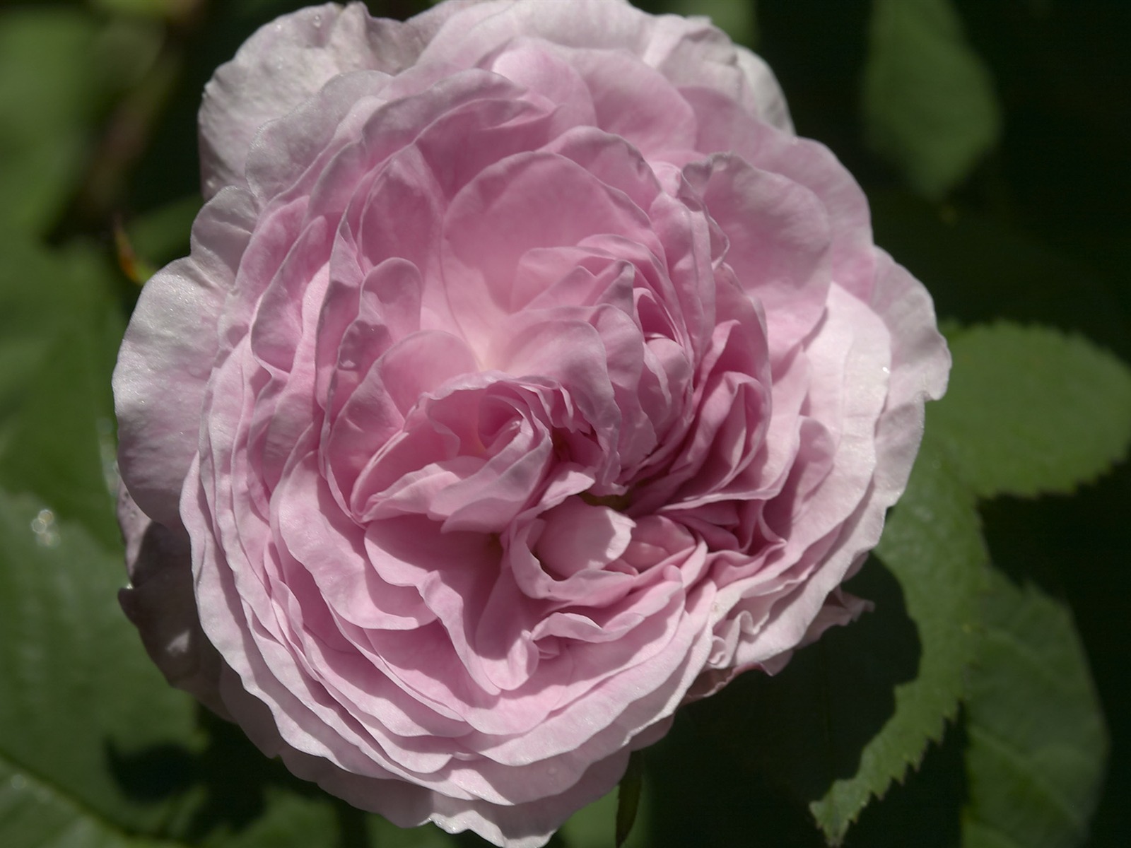 超大鮮花特寫 壁紙(一) #6 - 1600x1200