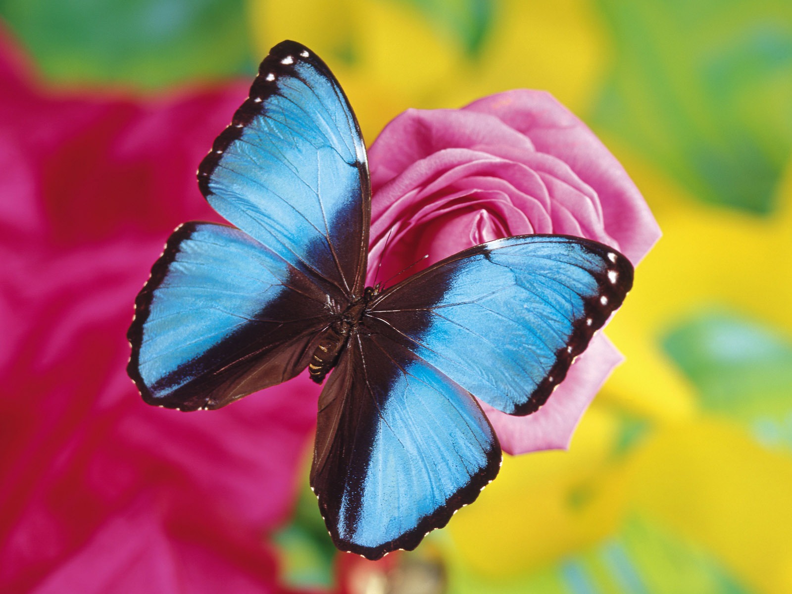 motýli a květiny tapety album (2) #8 - 1600x1200