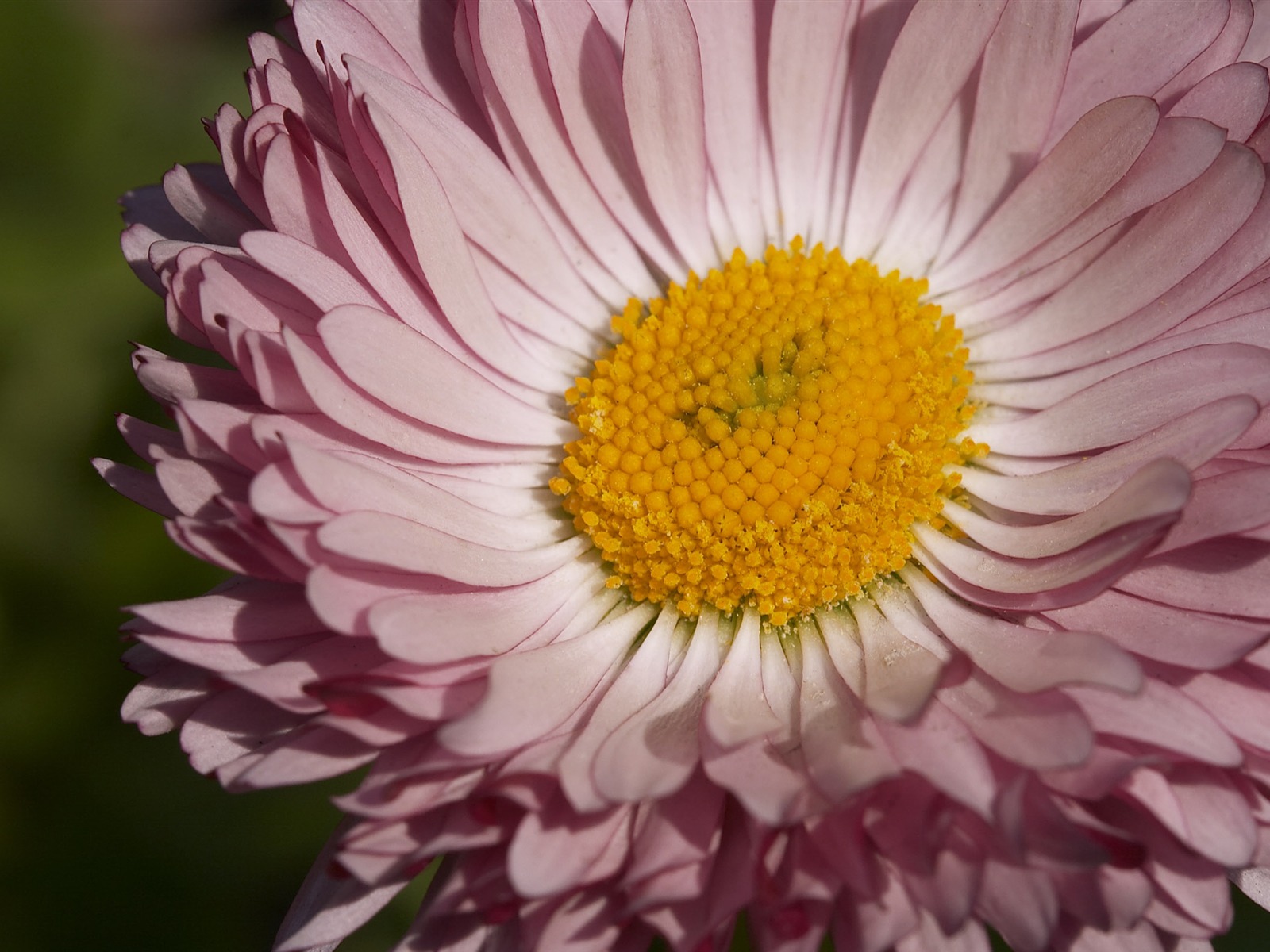超大鮮花特寫 壁紙(二) #5 - 1600x1200