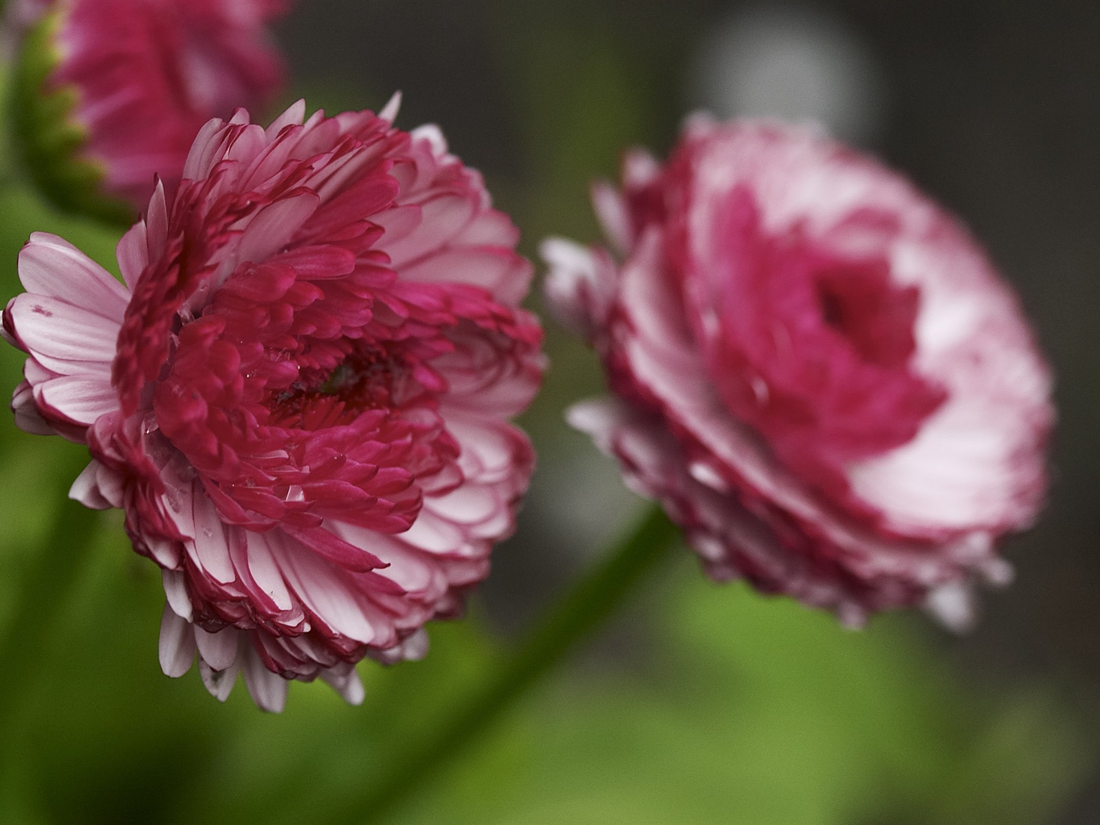 超大鲜花特写 壁纸(二)7 - 1600x1200