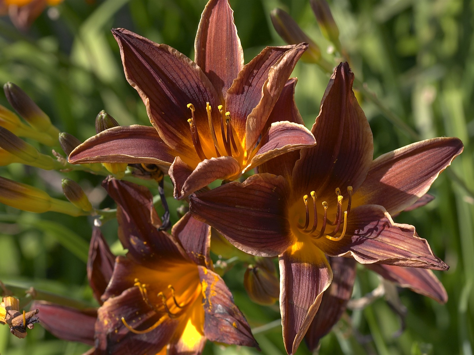 Large Flower Feature Wallpaper (2) #12 - 1600x1200