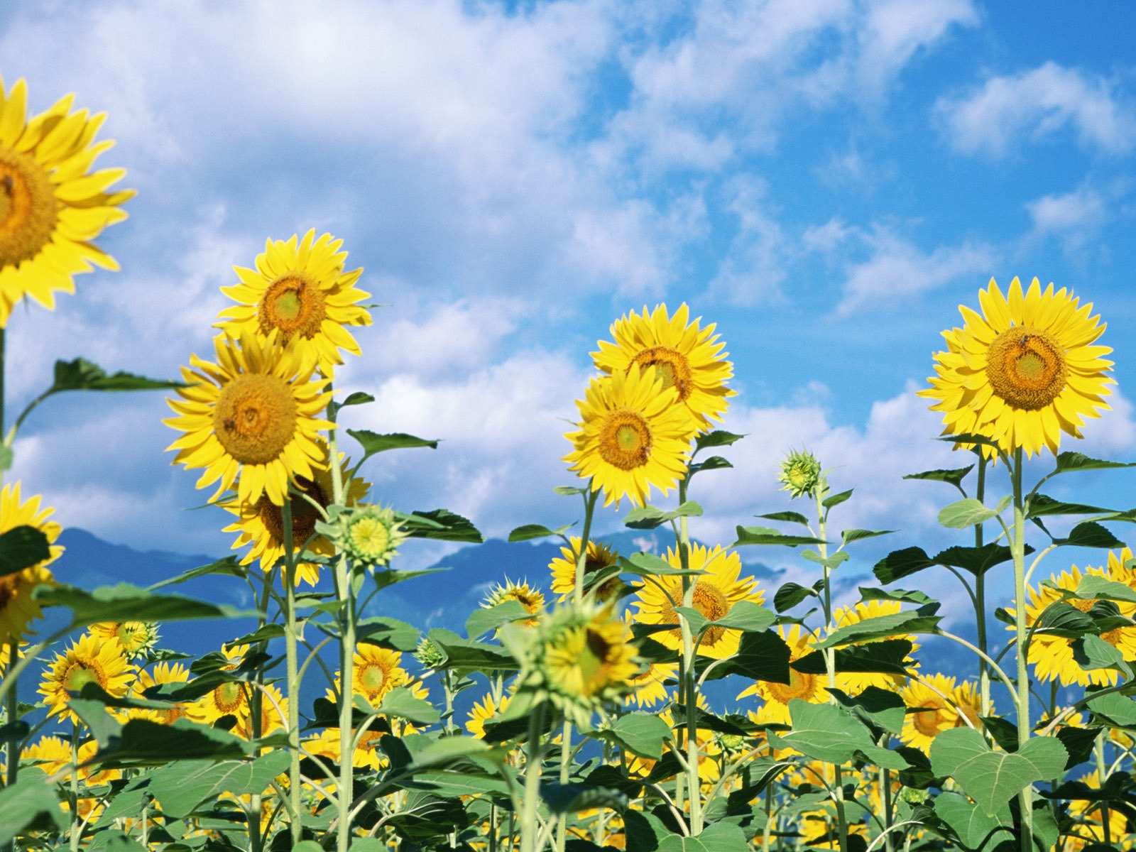 Ciel bleu de tournesol Widescreen Wallpaper #4 - 1600x1200