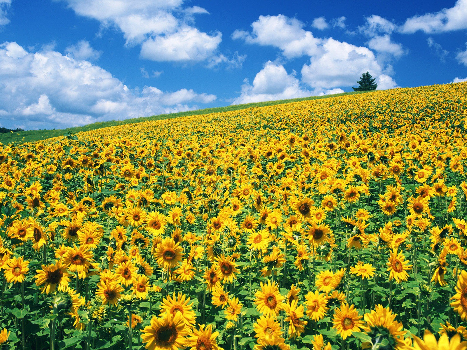 Ciel bleu de tournesol Widescreen Wallpaper #6 - 1600x1200