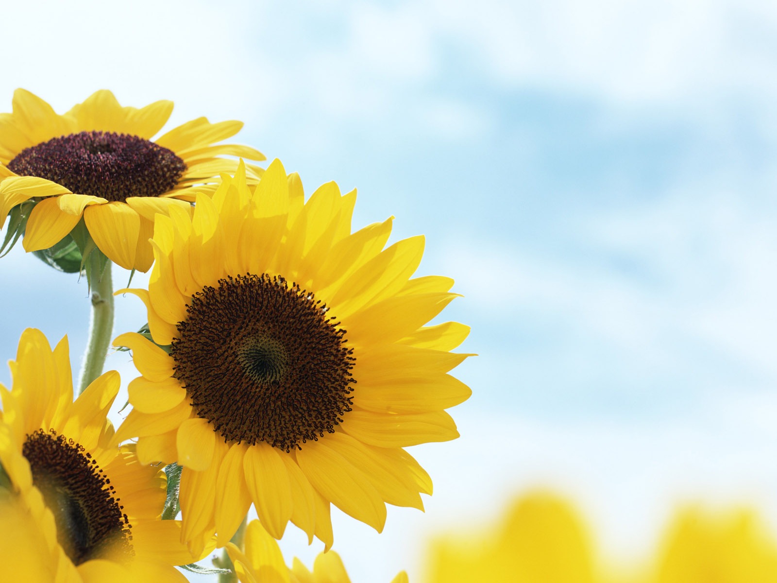 Ciel bleu de tournesol Widescreen Wallpaper #9 - 1600x1200