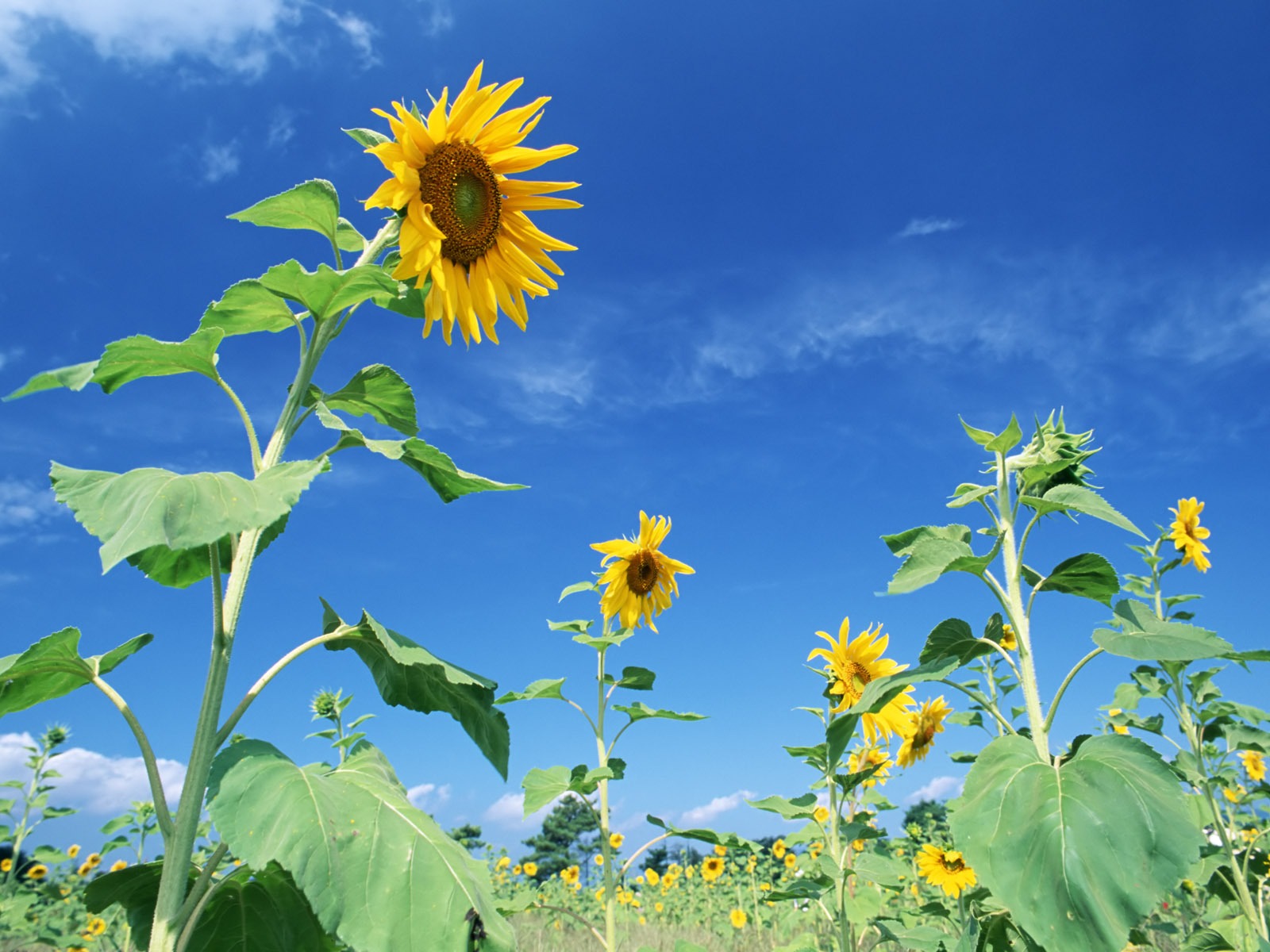 Ciel bleu de tournesol Widescreen Wallpaper #12 - 1600x1200