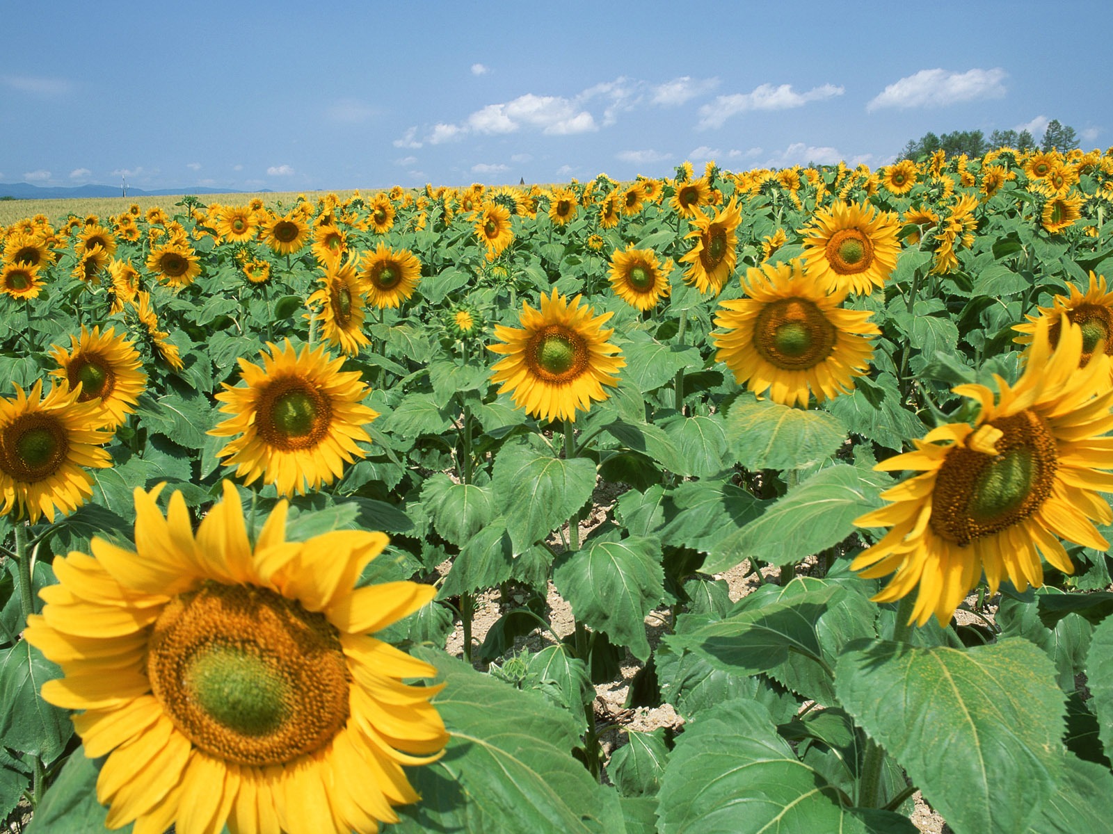 Ciel bleu de tournesol Widescreen Wallpaper #17 - 1600x1200