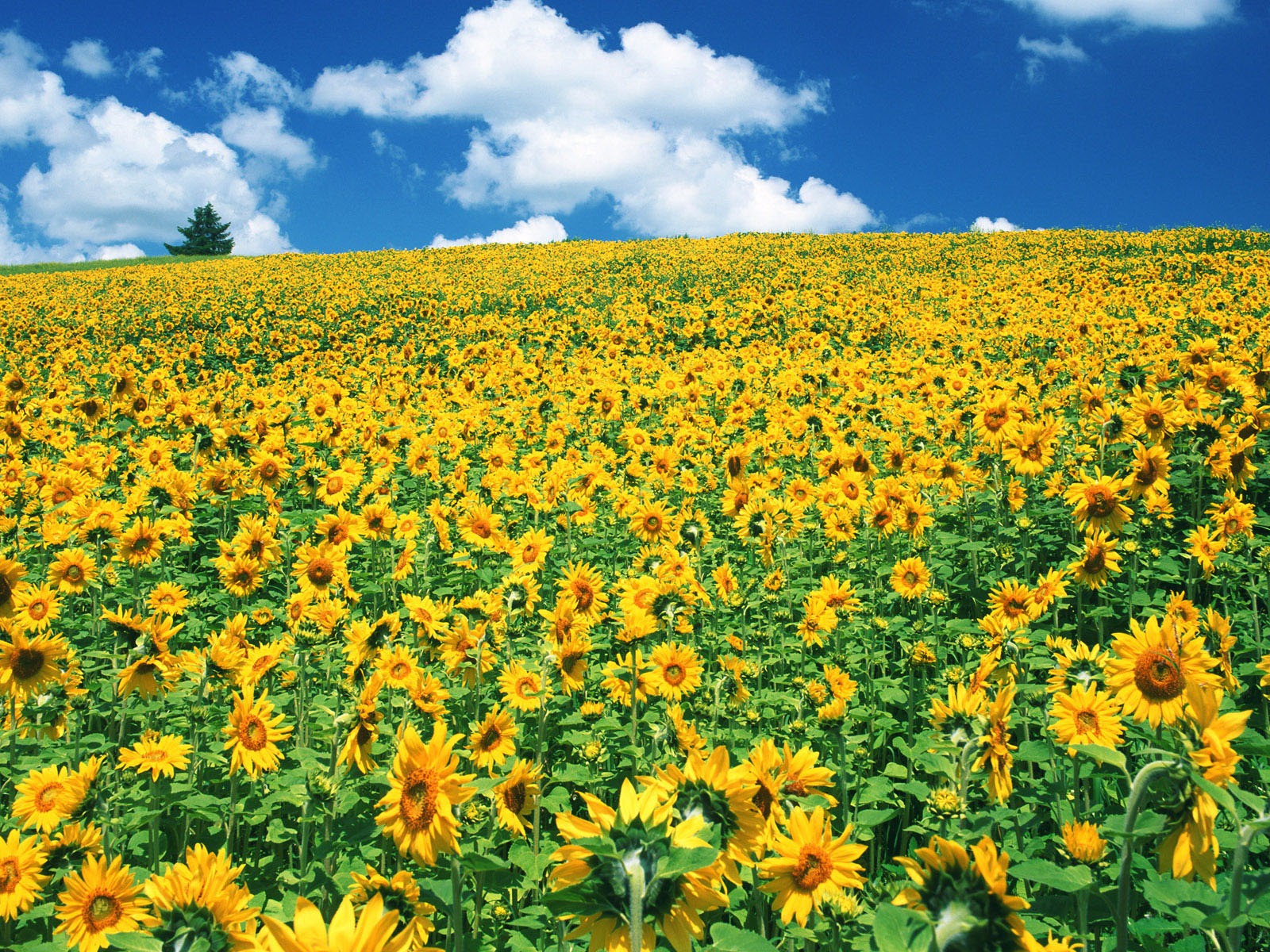 Ciel bleu de tournesol Widescreen Wallpaper #18 - 1600x1200