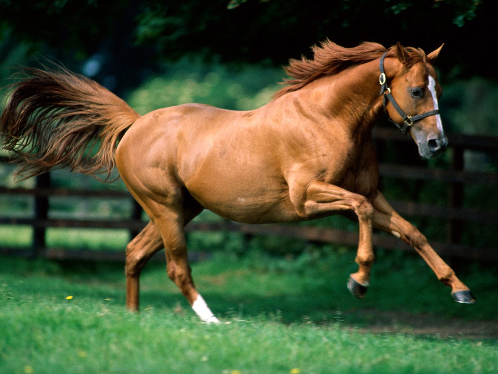 Horse Photo Wallpaper (1) #1 - 1600x1200