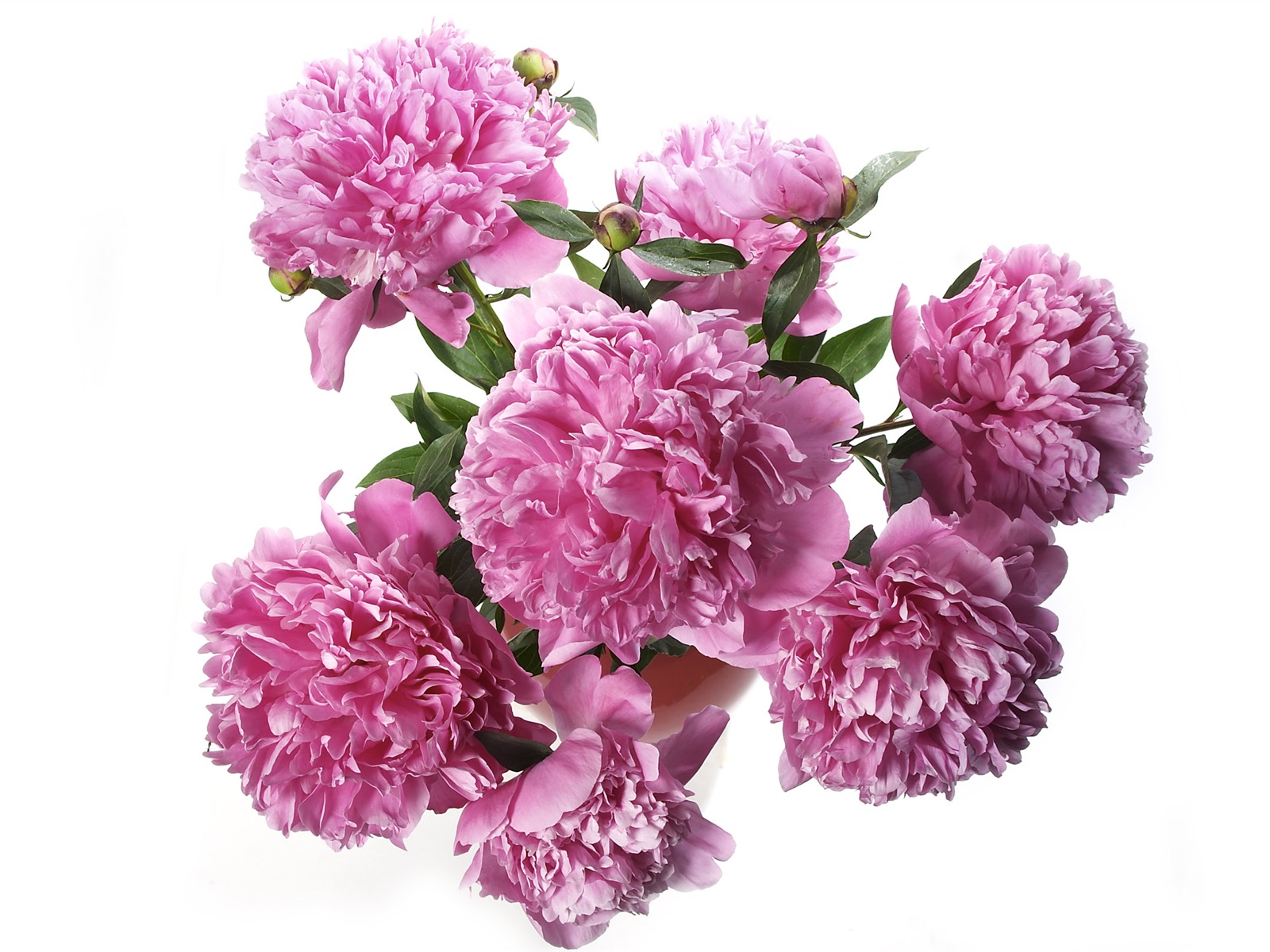 超大鮮花特寫 壁紙(三) #4 - 1600x1200