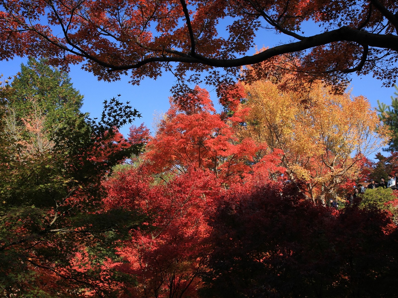 楓葉滿天 壁紙(一) #4 - 1600x1200