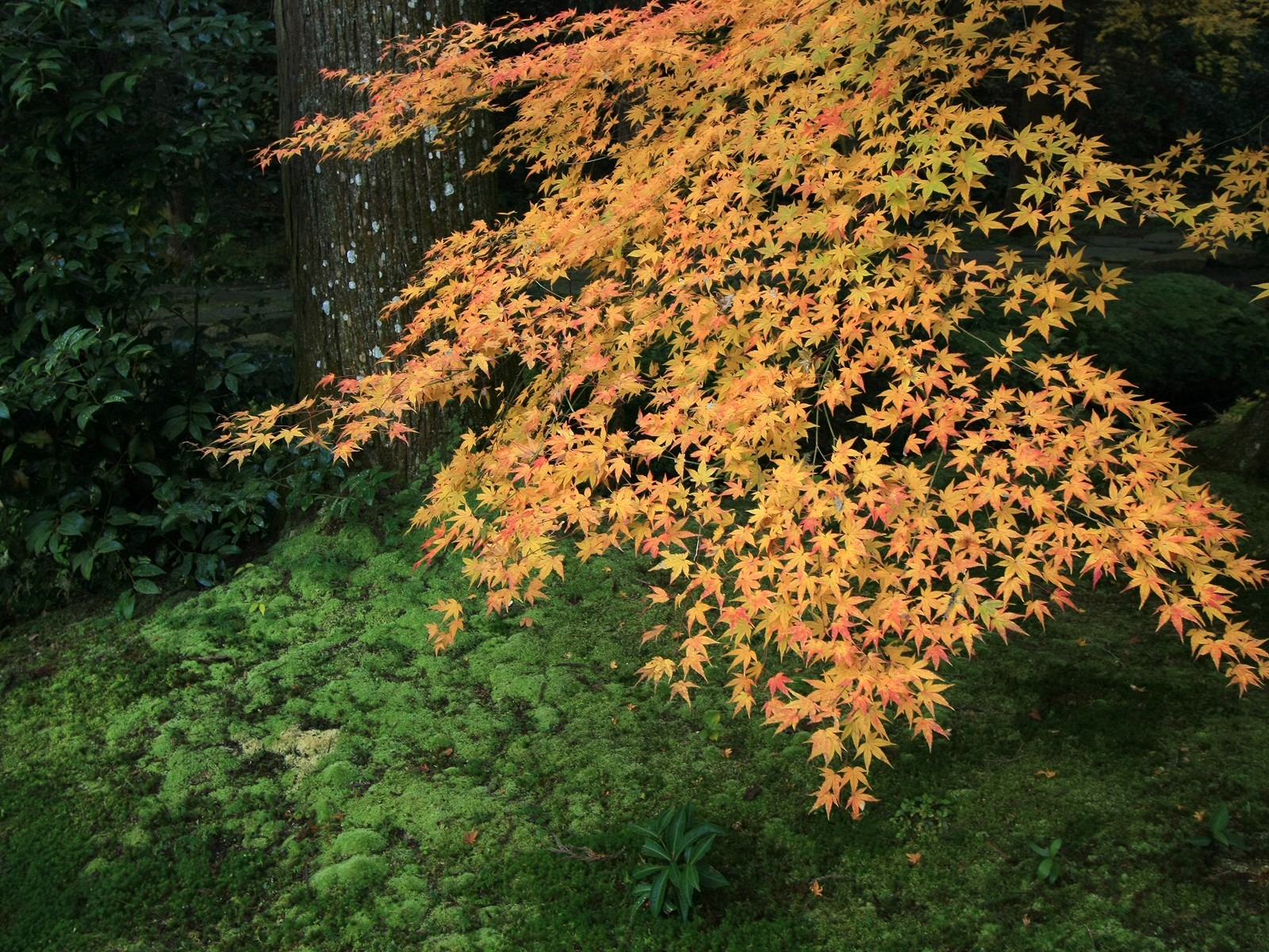 楓葉滿天 壁紙(一) #5 - 1600x1200