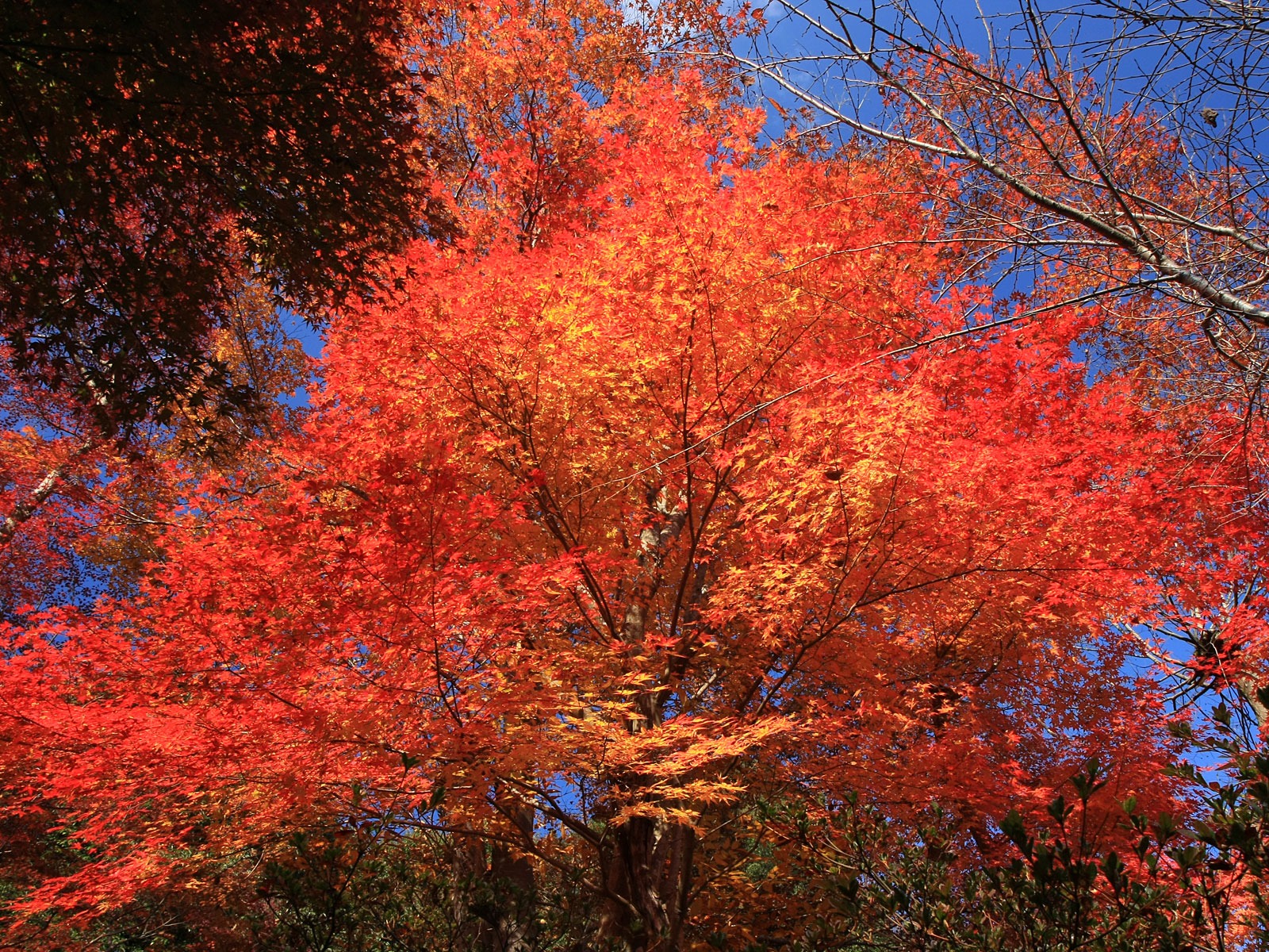 楓葉滿天 壁紙(一) #20 - 1600x1200
