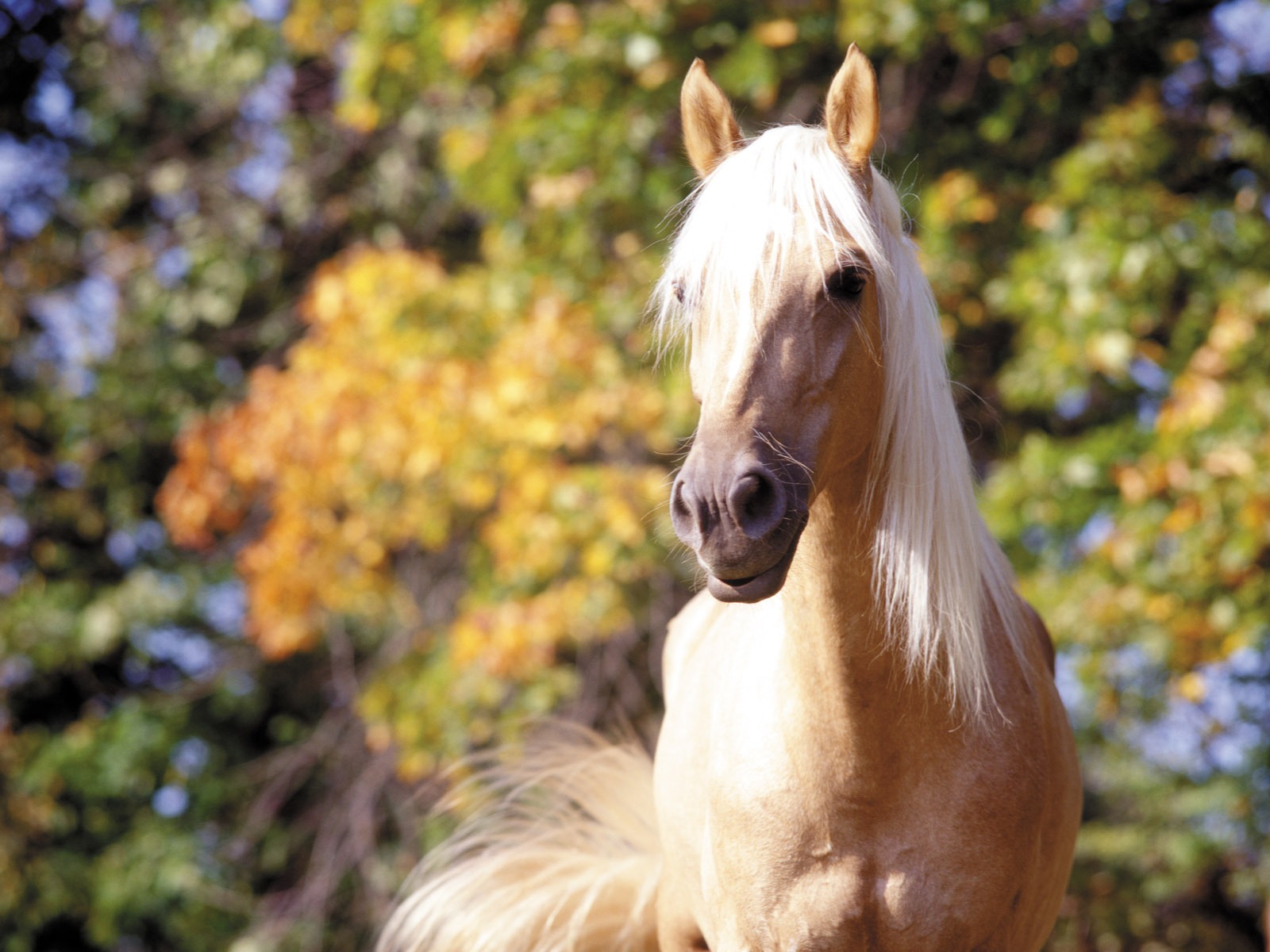 Horse Photo Wallpaper (3) #2 - 1600x1200