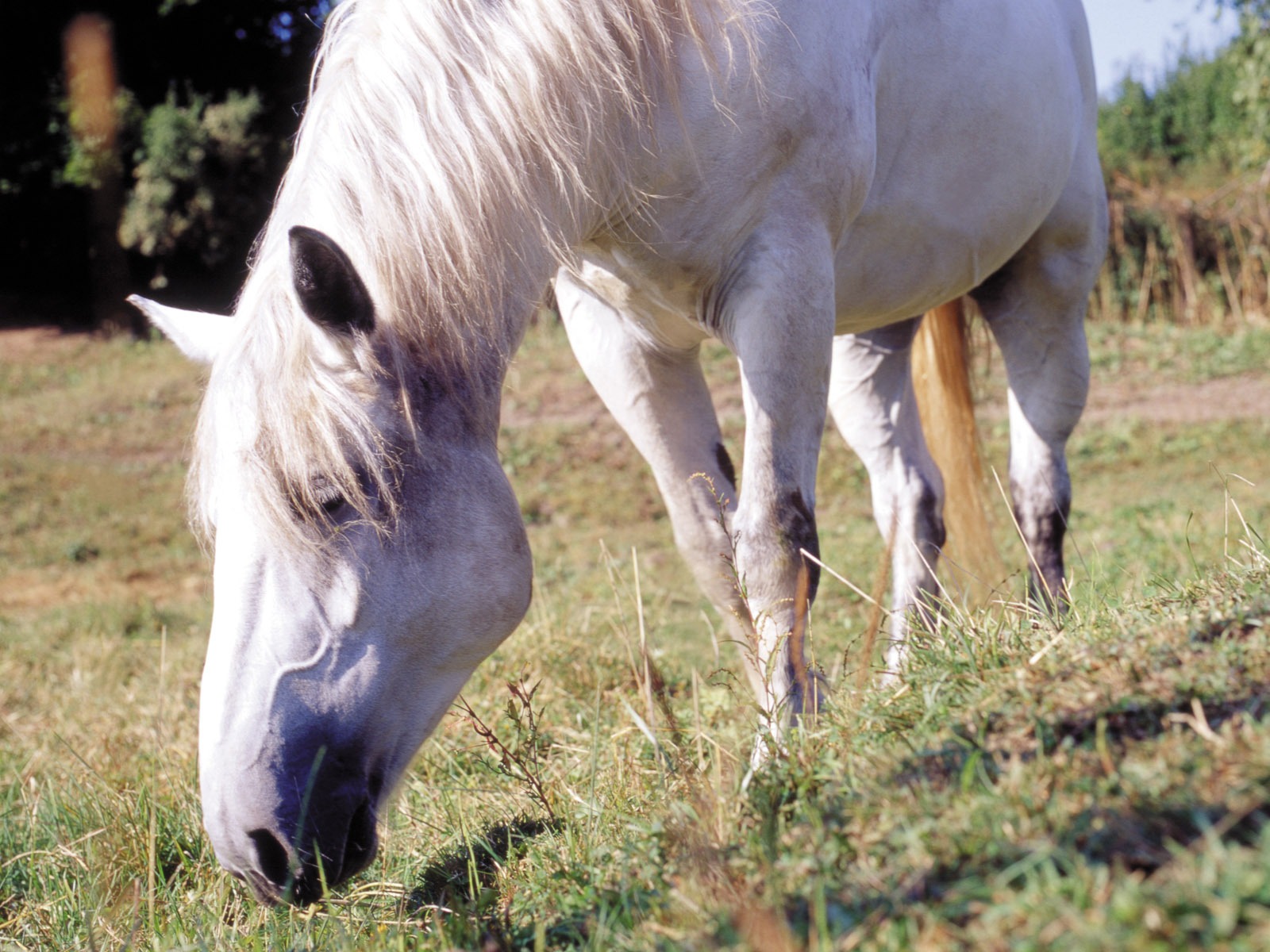 Horse Photo Wallpaper (3) #10 - 1600x1200