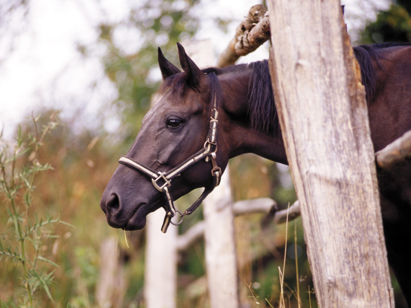 Horse Photo Wallpaper (3) #12 - 1600x1200