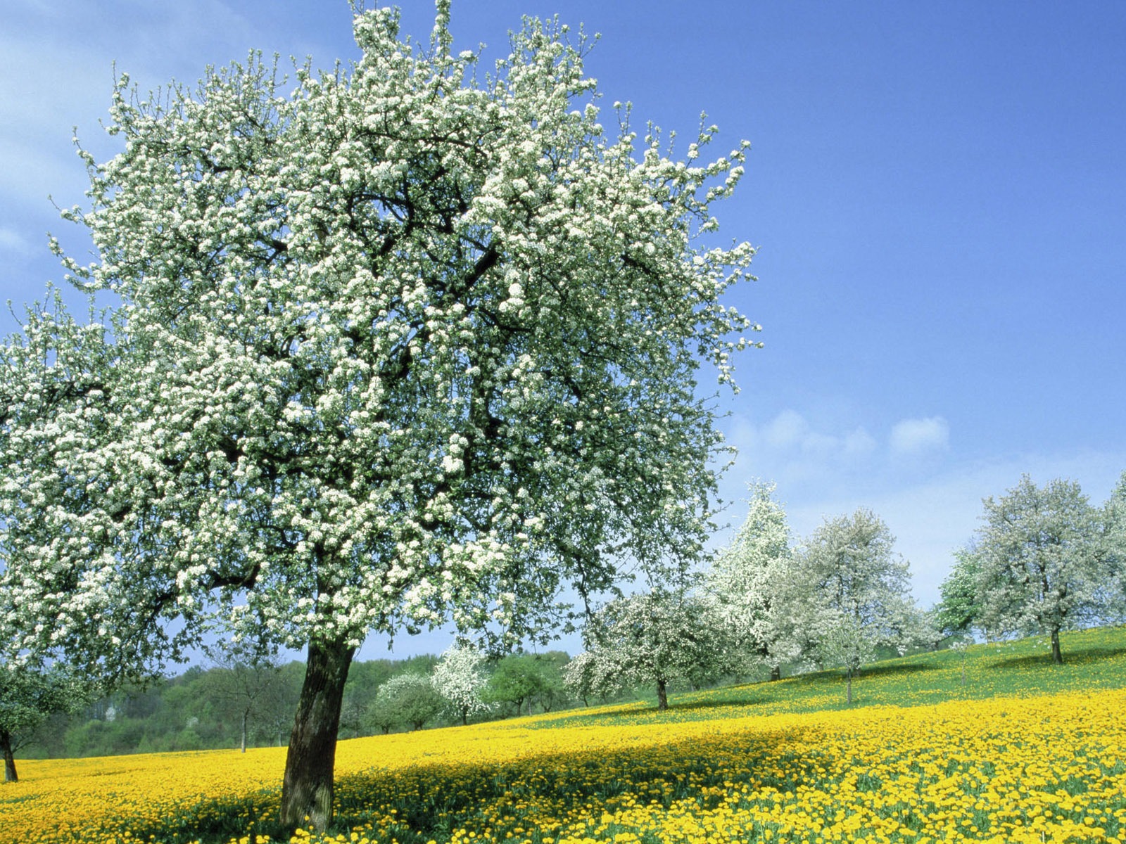 Okouzlující přírodní scenérie HD Wallpaper (1) #4 - 1600x1200