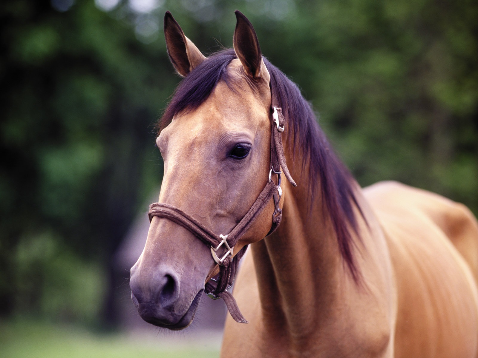 Horse Wallpaper Foto (4) #3 - 1600x1200