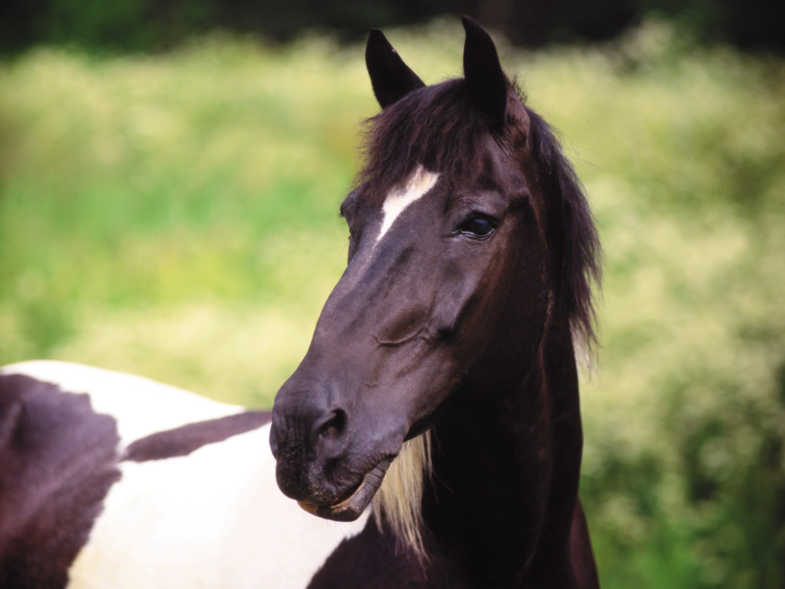 Horse Wallpaper Foto (4) #5 - 1600x1200