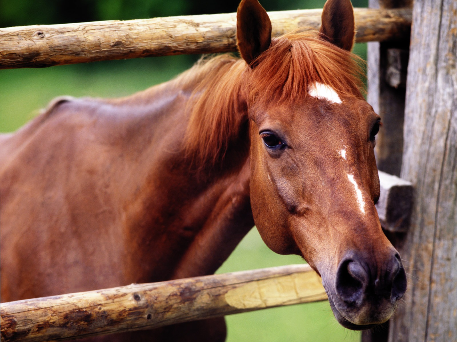 Horse Wallpaper Foto (4) #14 - 1600x1200