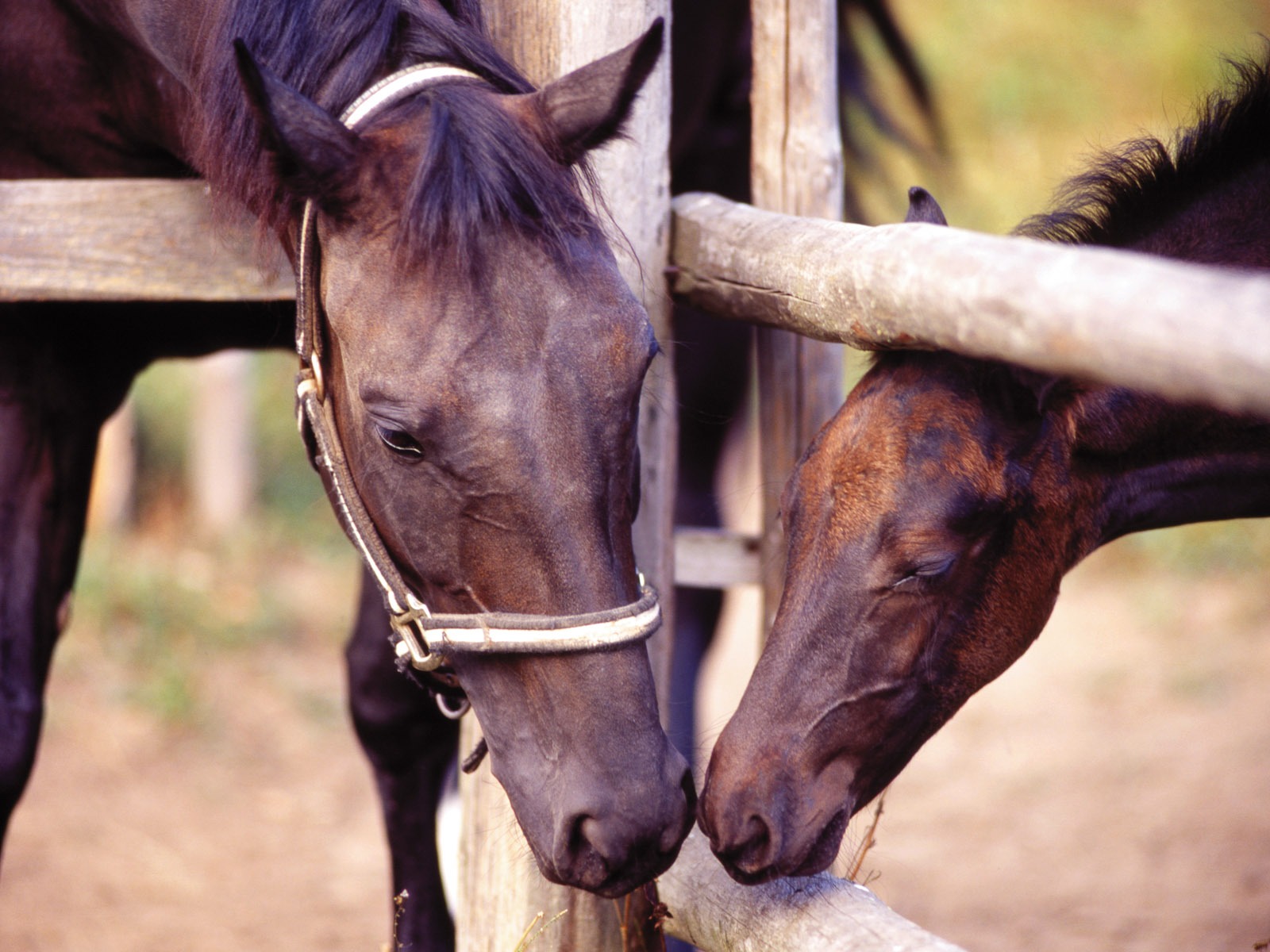 Horse Wallpaper Foto (4) #15 - 1600x1200