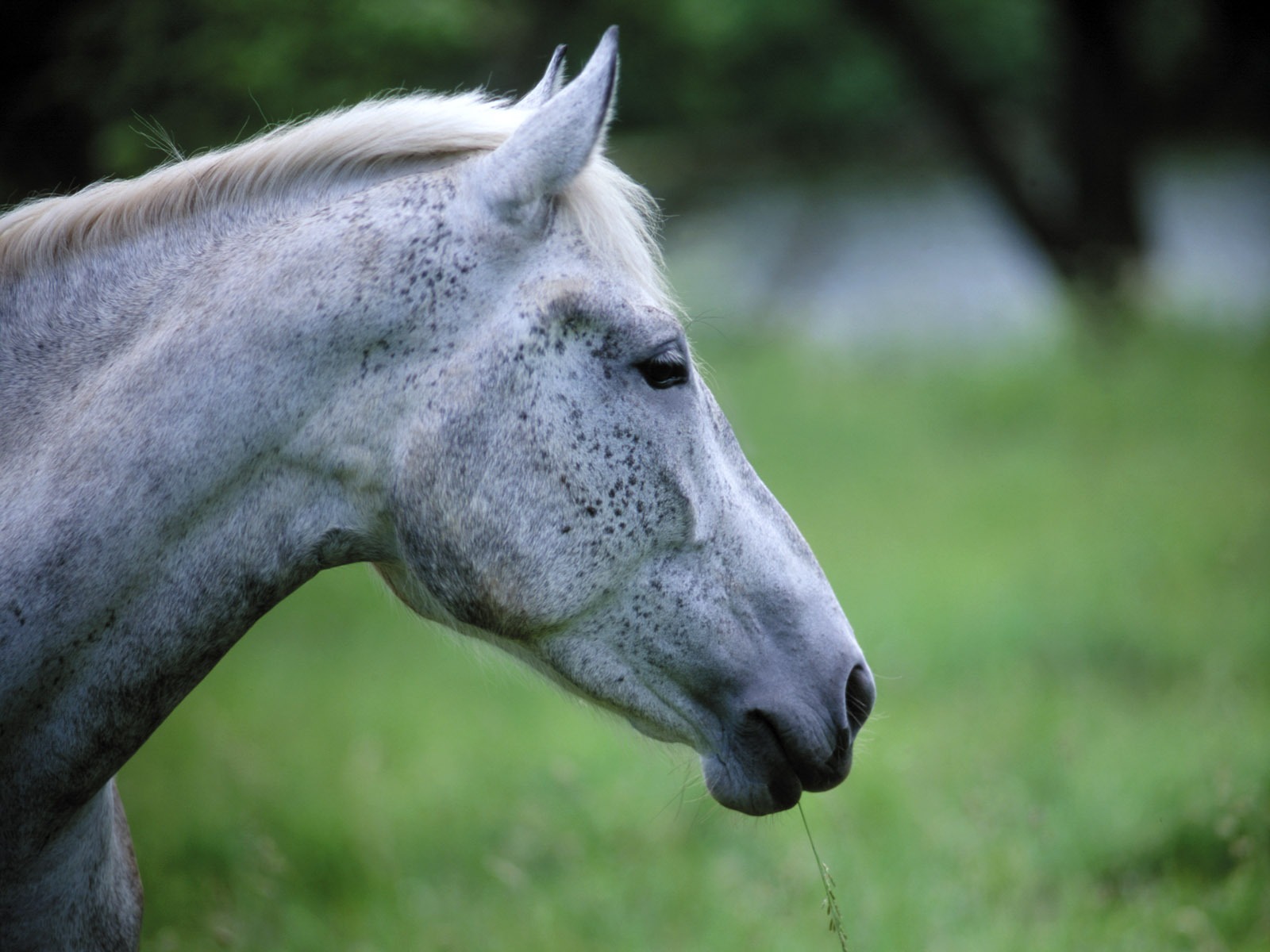 Horse Photo Wallpaper (4) #18 - 1600x1200