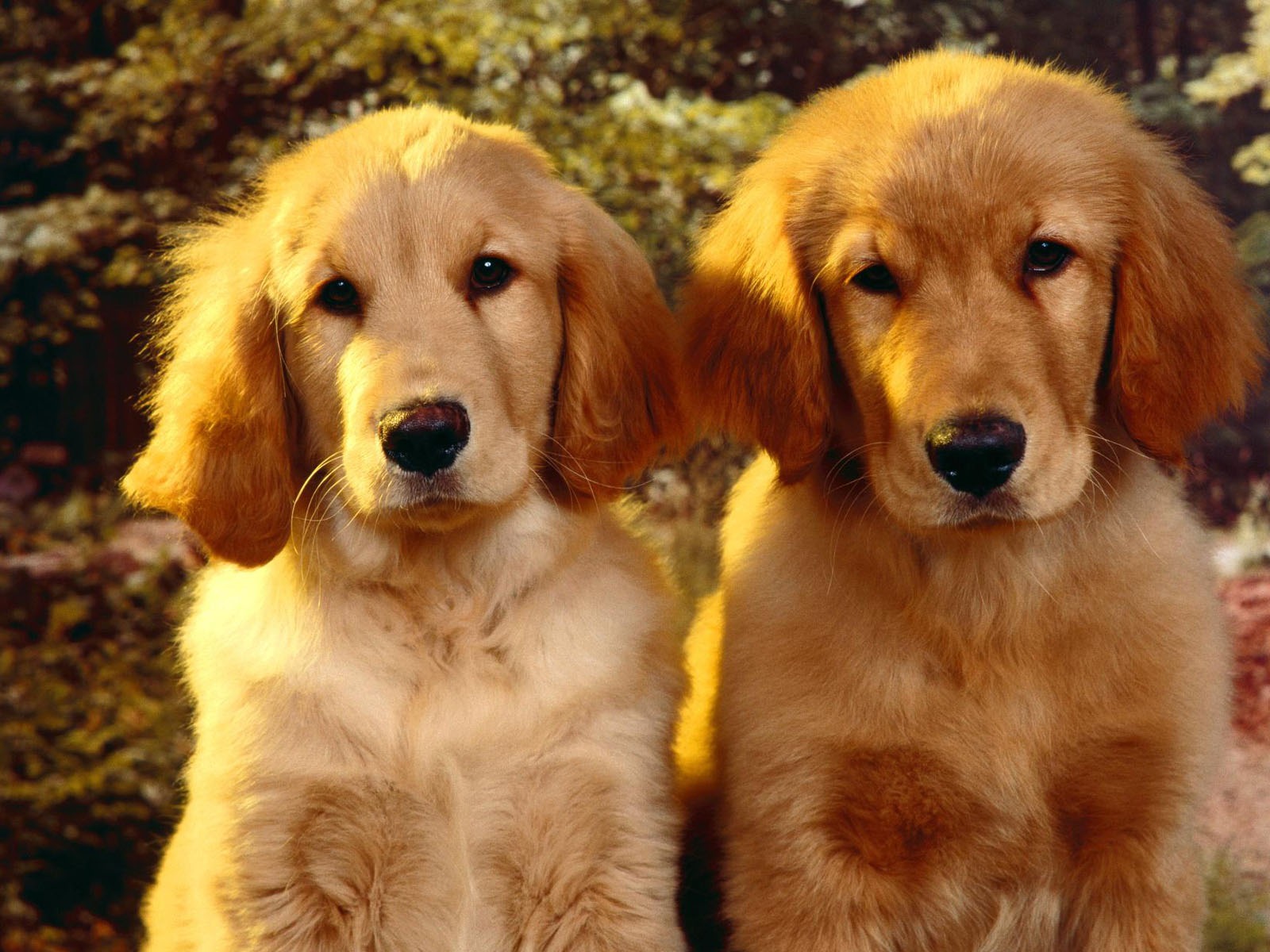Puppy Photo HD wallpapers (2) #1 - 1600x1200