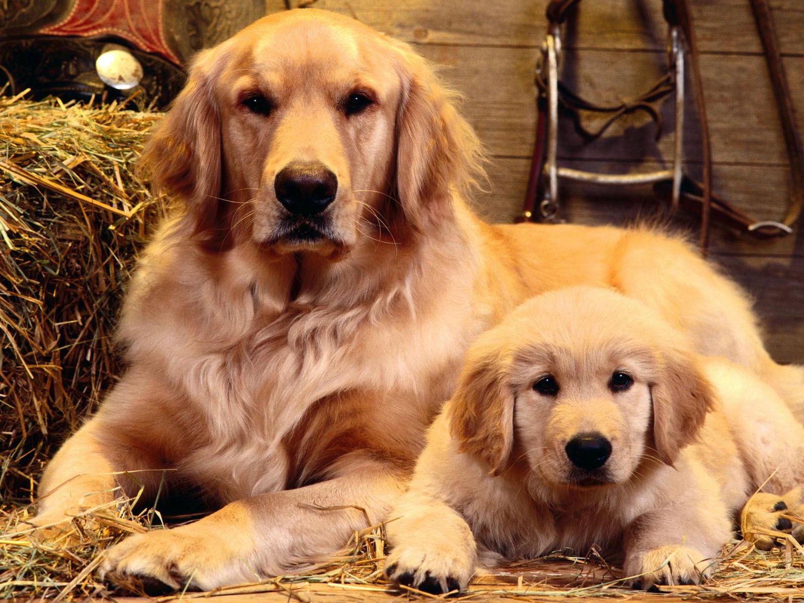 Puppy Photo HD wallpapers (2) #5 - 1600x1200