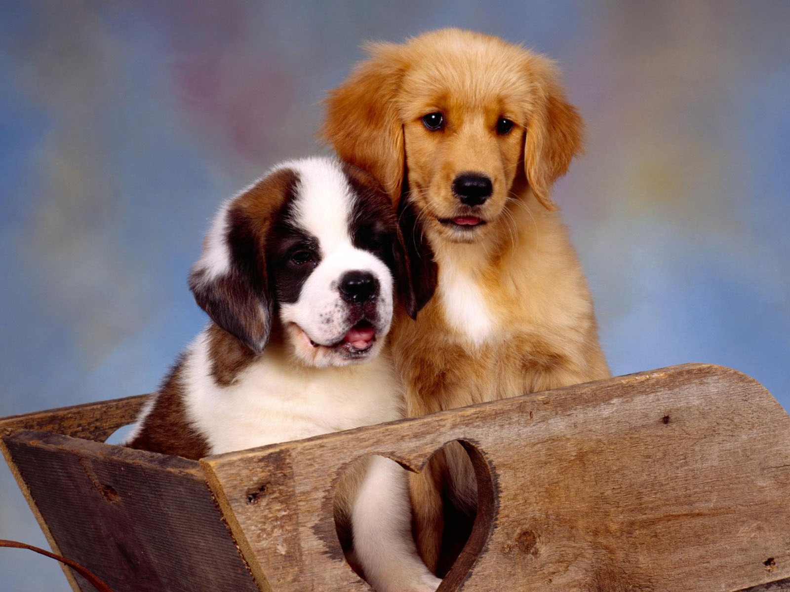 Puppy Photo HD wallpapers (2) #7 - 1600x1200