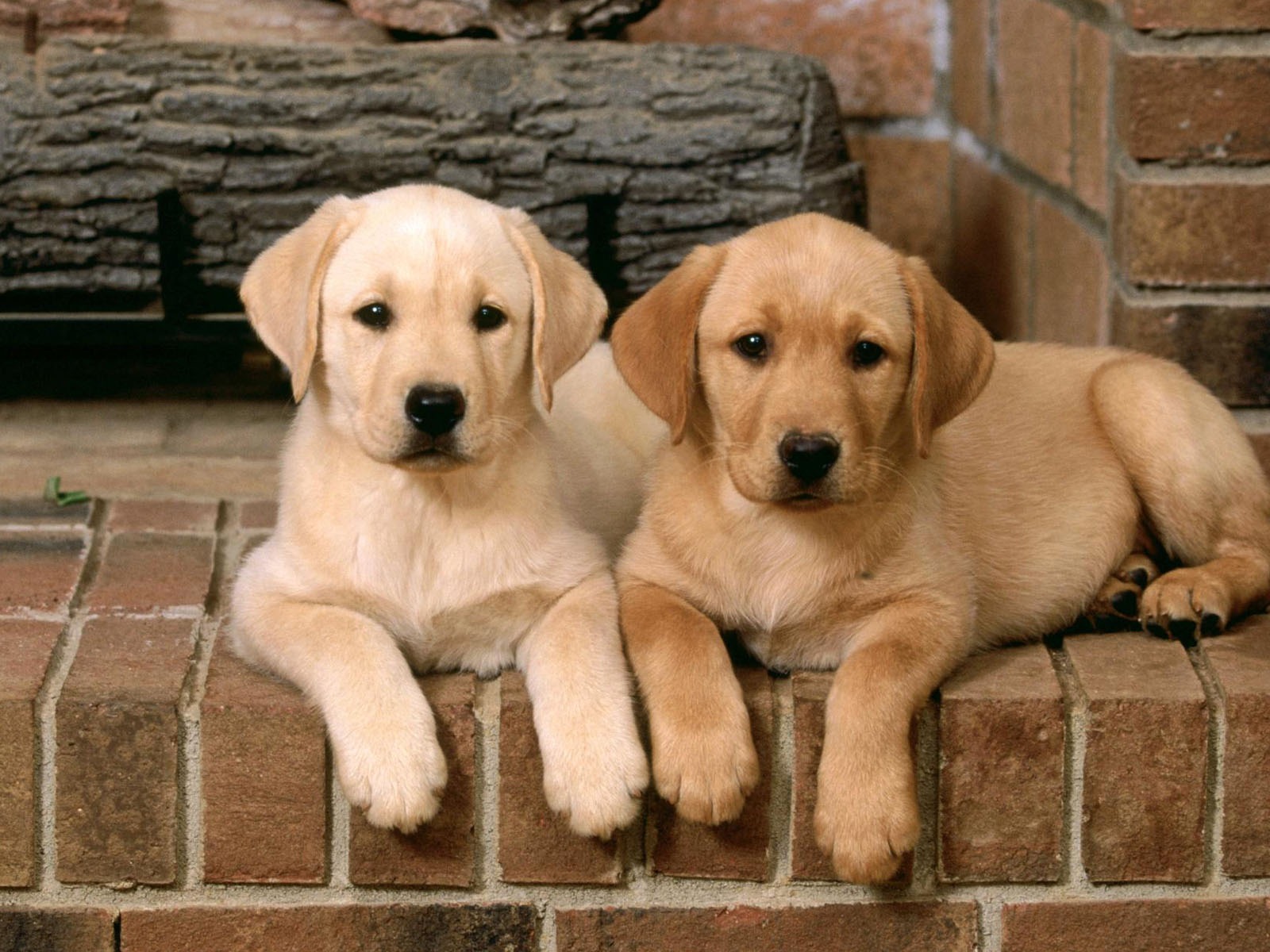 Puppy Photo HD Wallpaper (2) #11 - 1600x1200