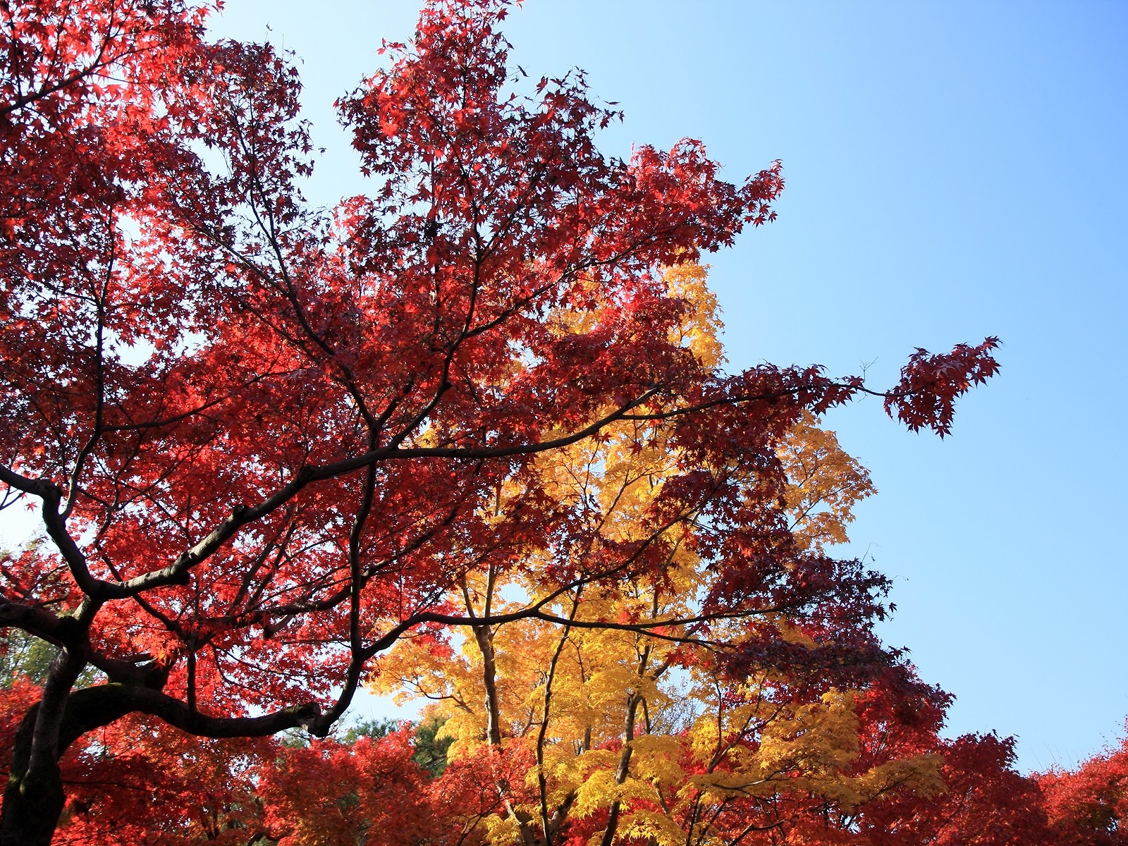 Maple sky wallpaper (2) #5 - 1600x1200