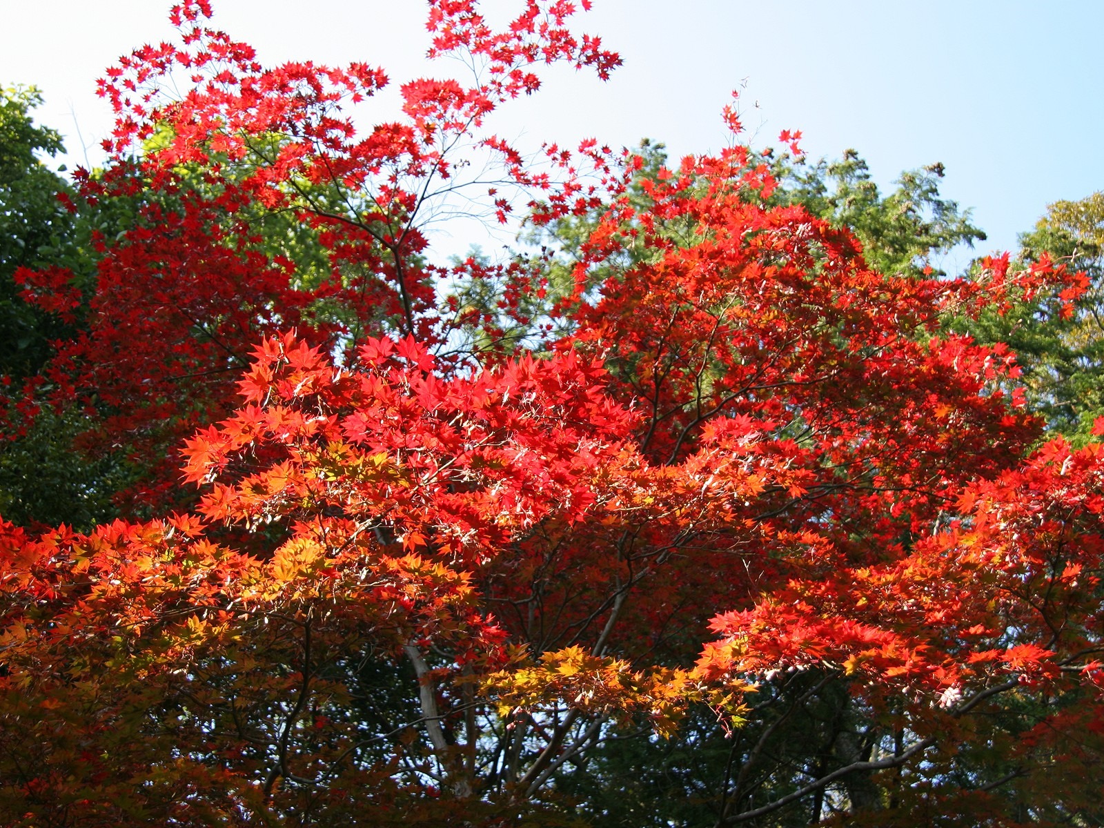 Maple sky wallpaper (2) #7 - 1600x1200