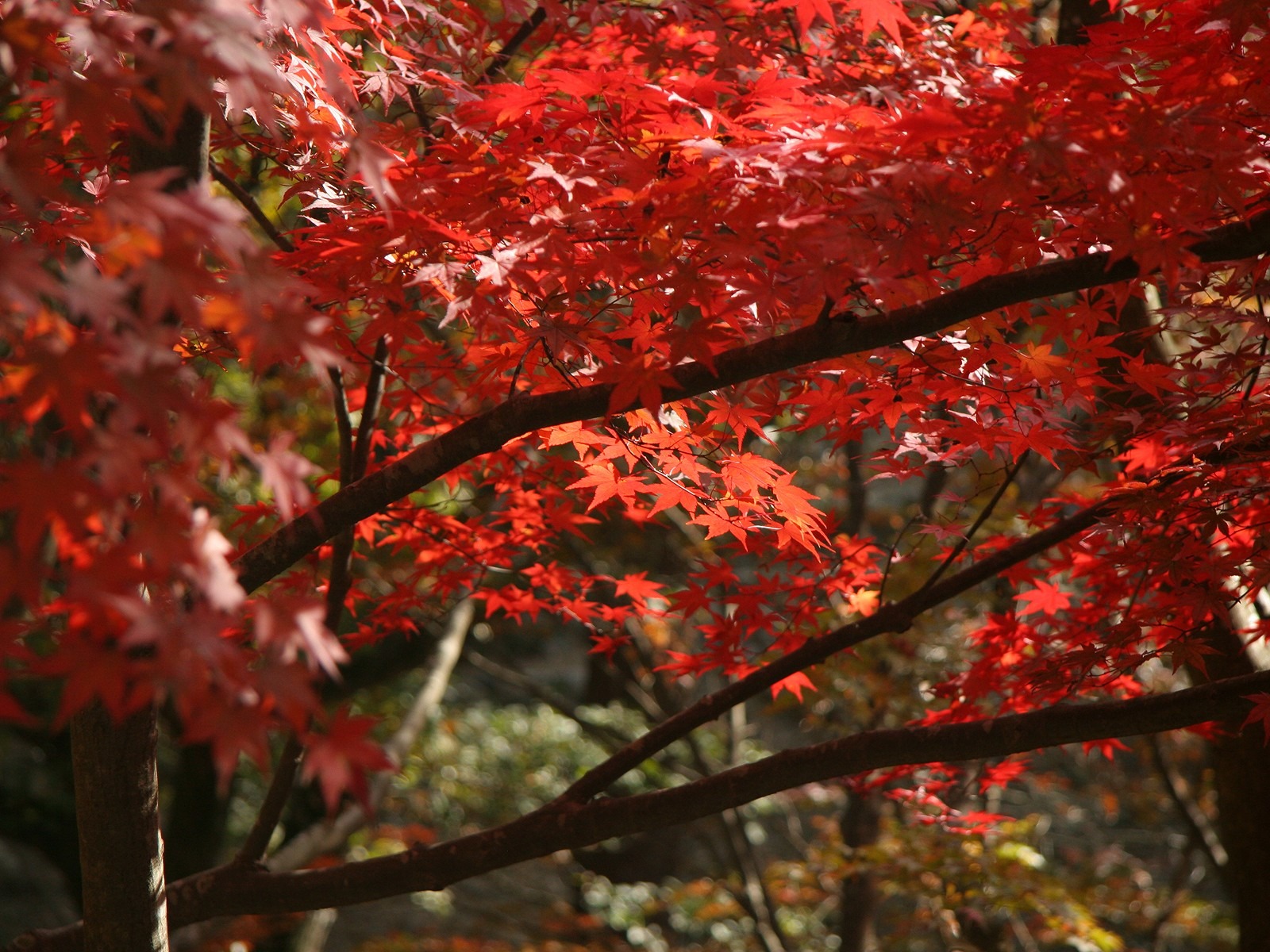 Maple sky wallpaper (2) #15 - 1600x1200