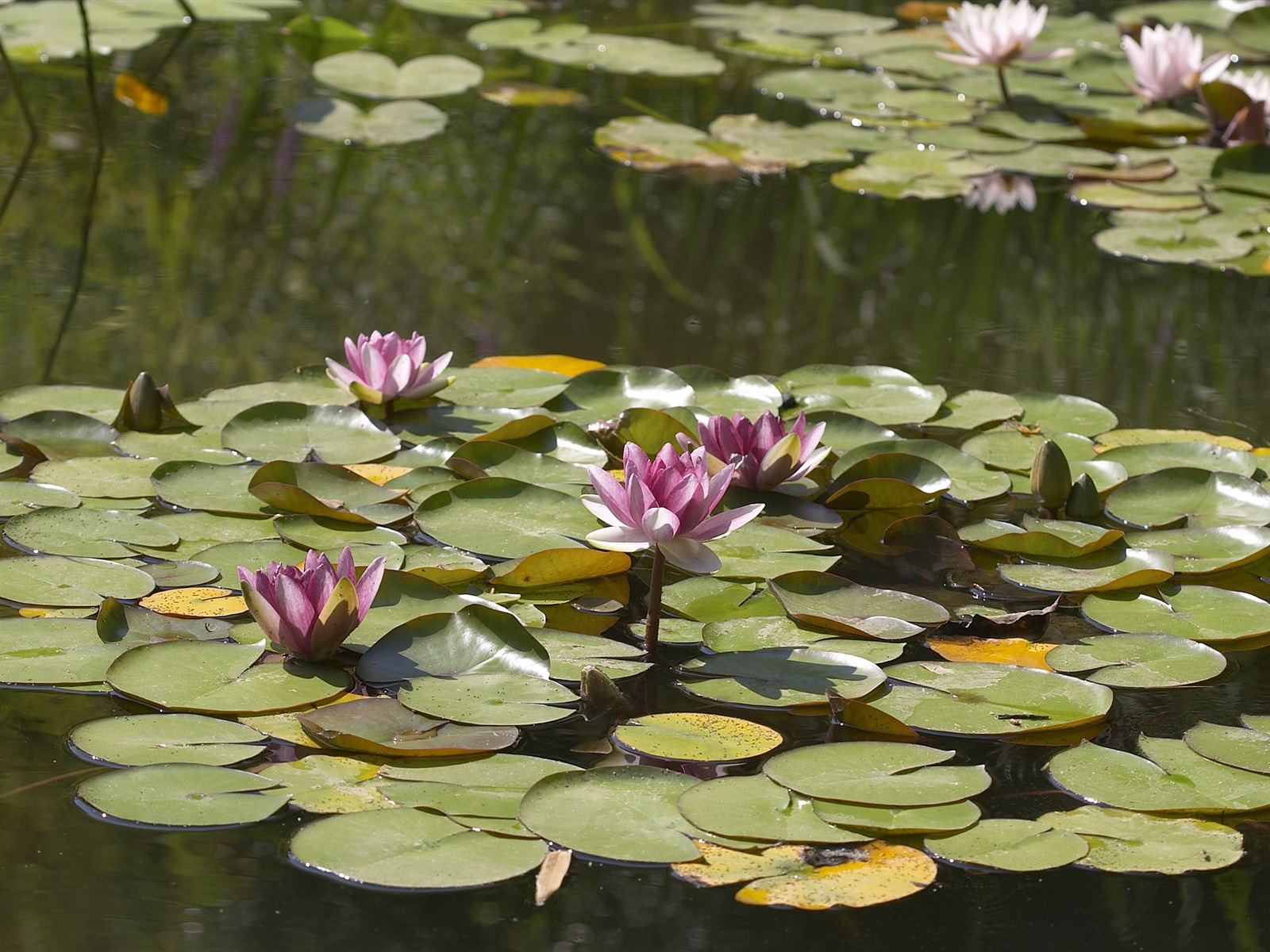 超大鲜花特写 壁纸(五)5 - 1600x1200