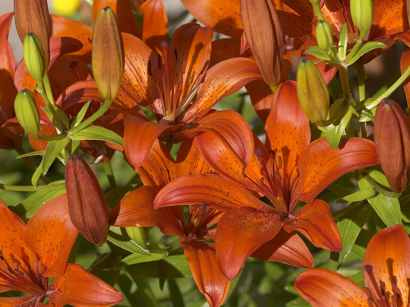 超大鲜花特写 壁纸(五)7 - 1600x1200