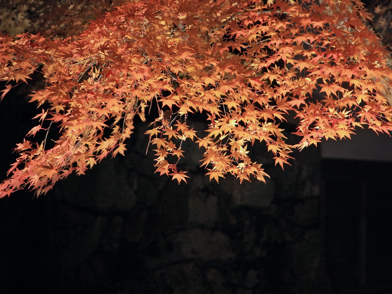 枫叶满天 壁纸(三)4 - 1600x1200