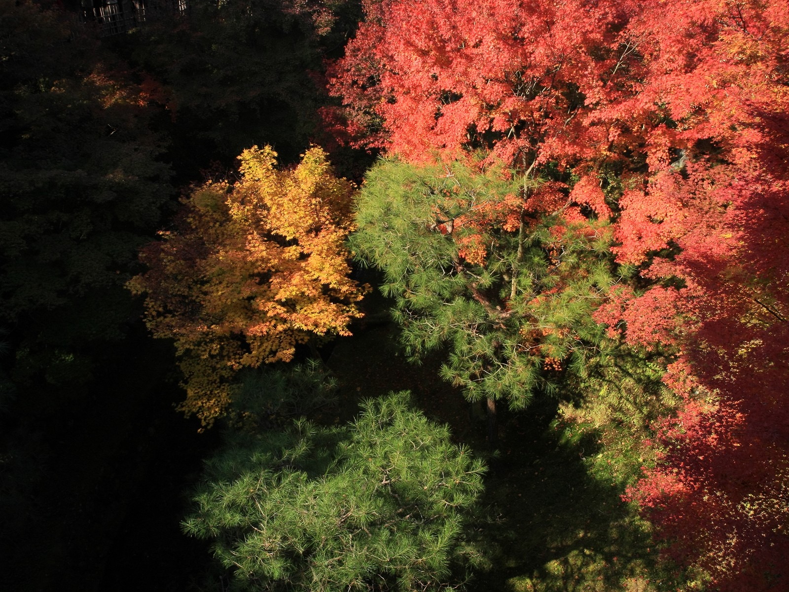 楓葉滿天 壁紙(三) #5 - 1600x1200