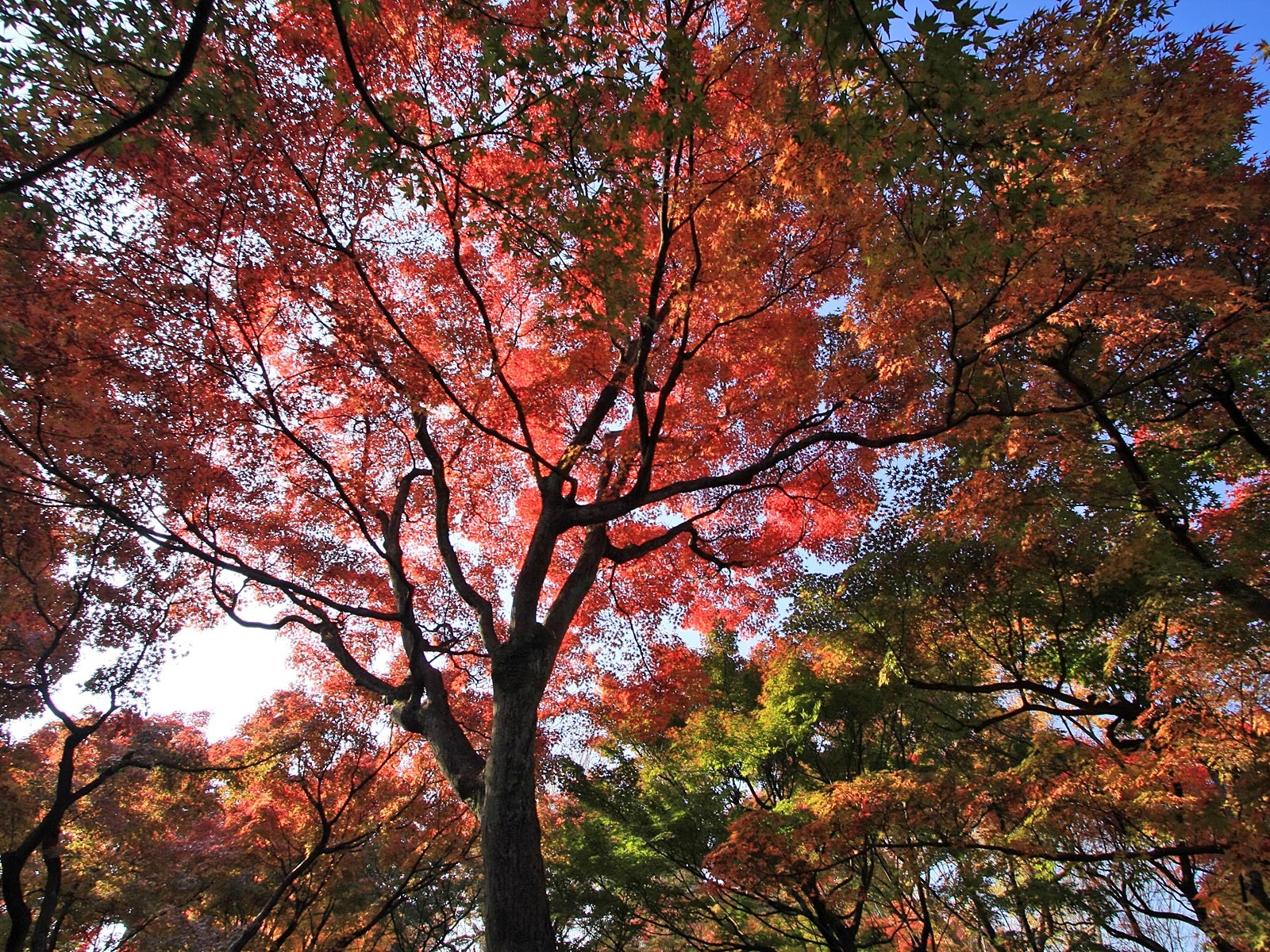 Maple sky wallpaper (3) #6 - 1600x1200