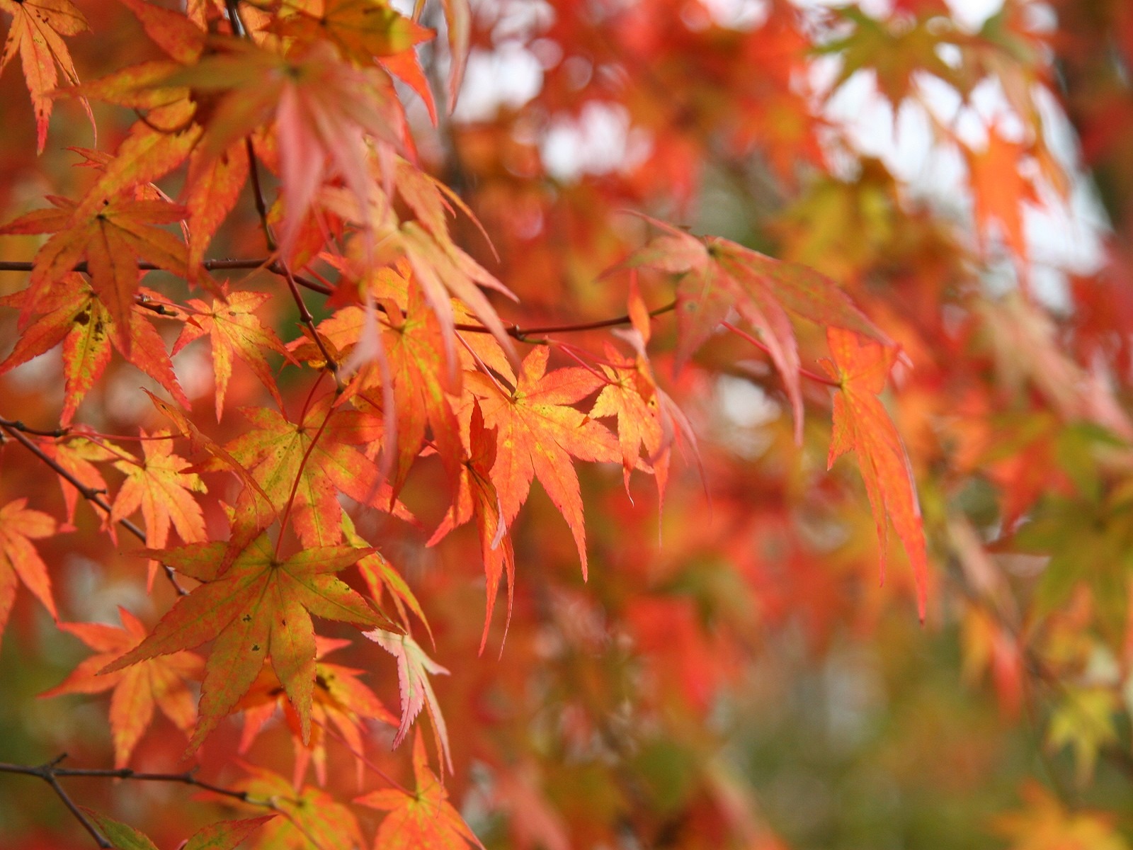 Maple sky wallpaper (3) #12 - 1600x1200