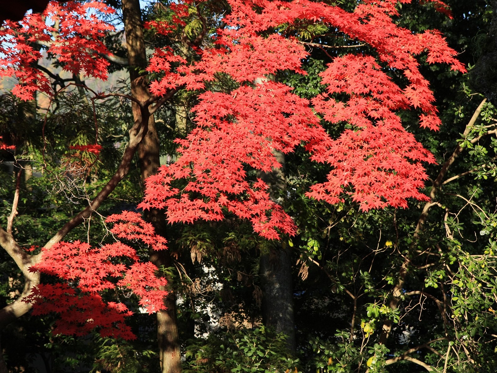 楓葉滿天 壁紙(三) #19 - 1600x1200