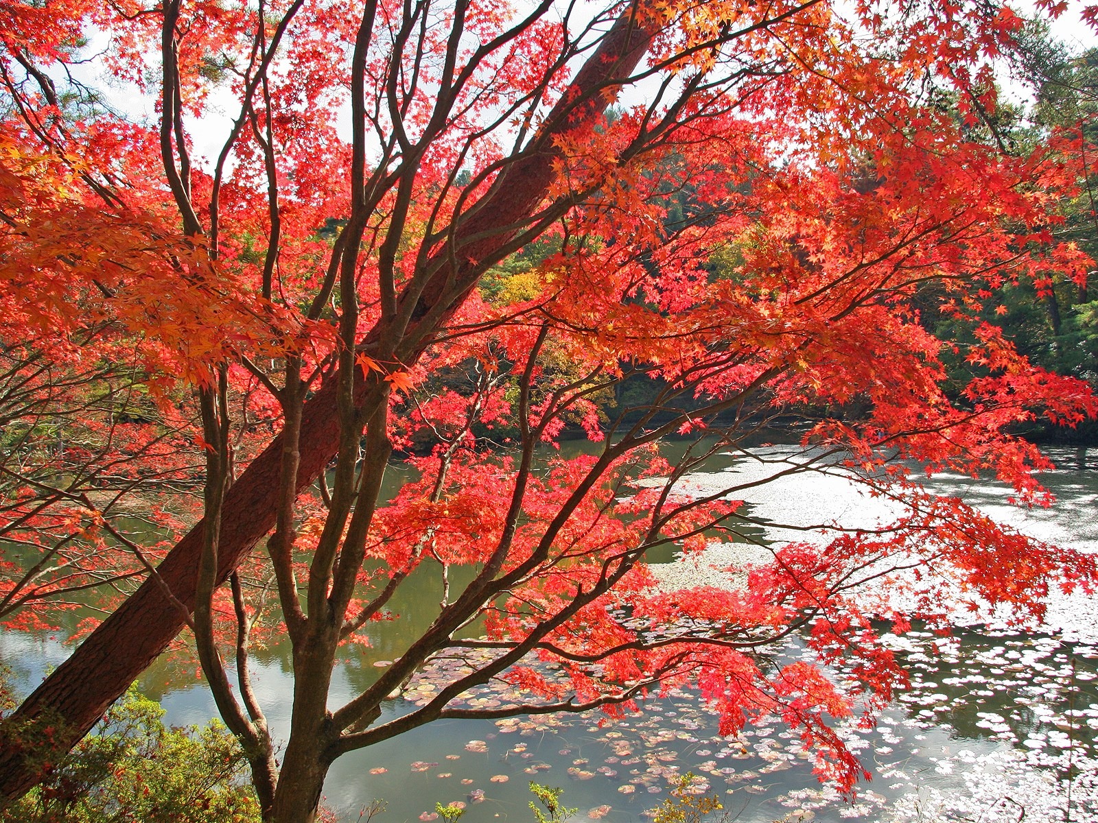 楓葉滿天 壁紙(三) #20 - 1600x1200