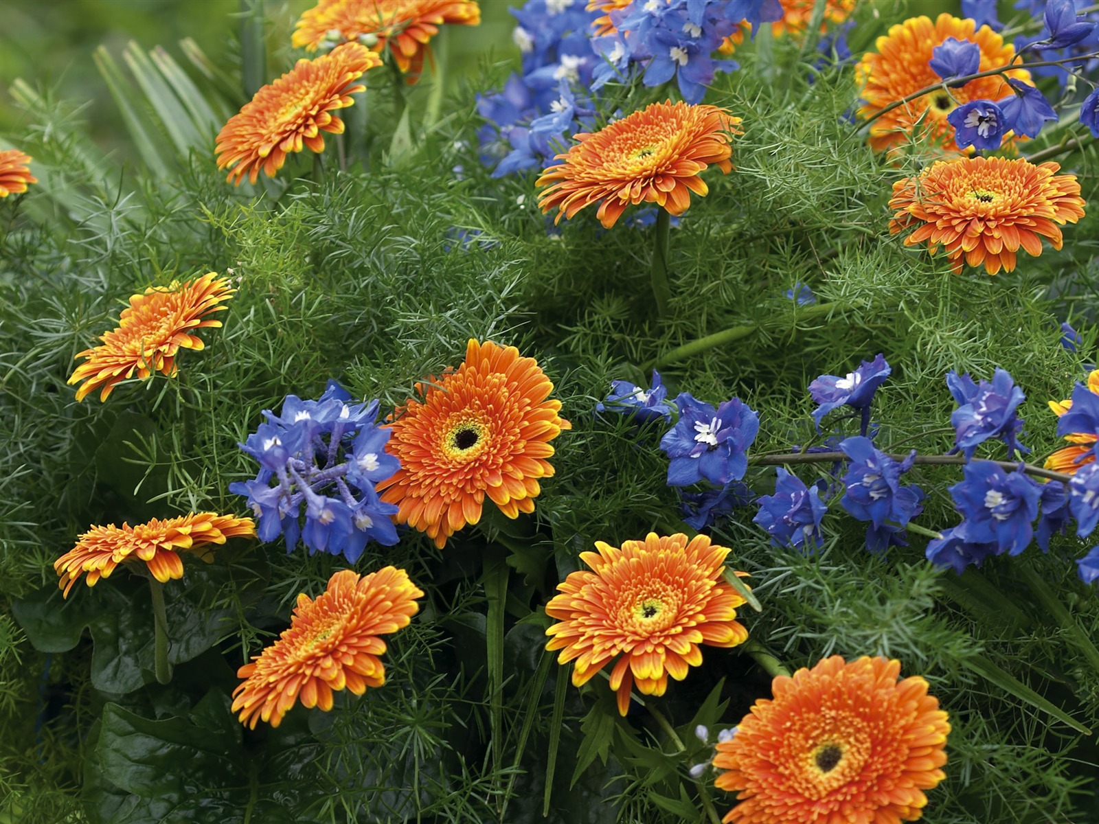 超大鲜花特写 壁纸(六)4 - 1600x1200