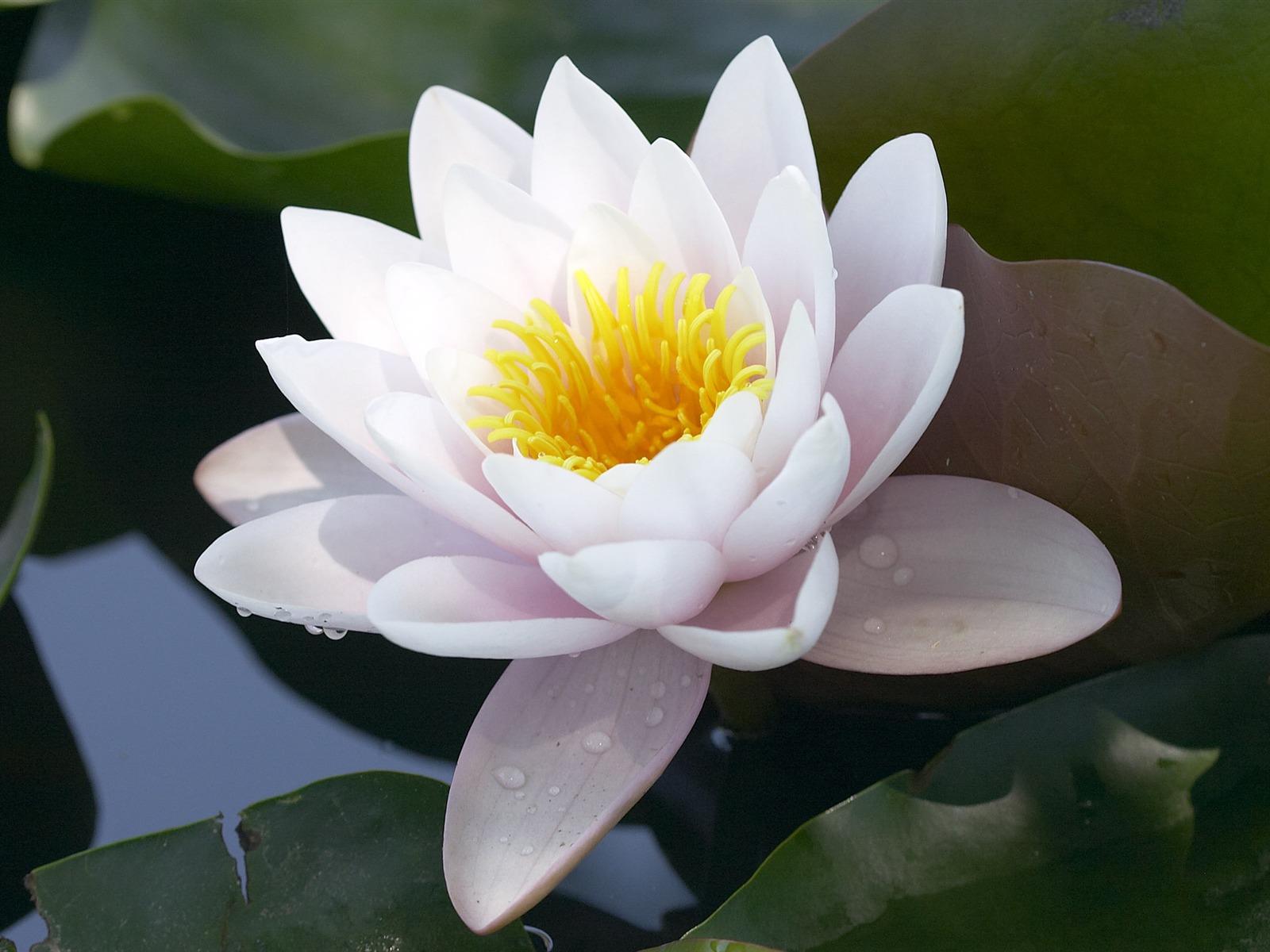 超大鮮花特寫 壁紙(六) #6 - 1600x1200