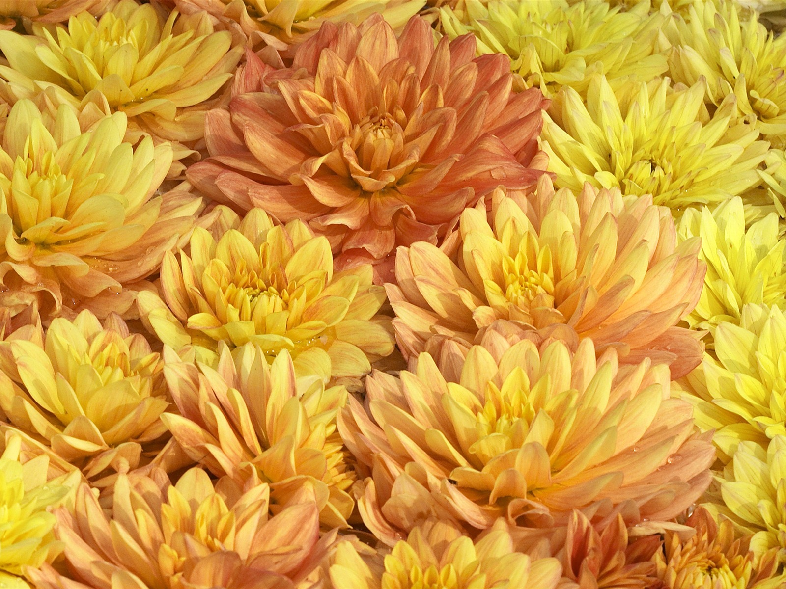 Large Flower Feature Wallpaper (6) #8 - 1600x1200