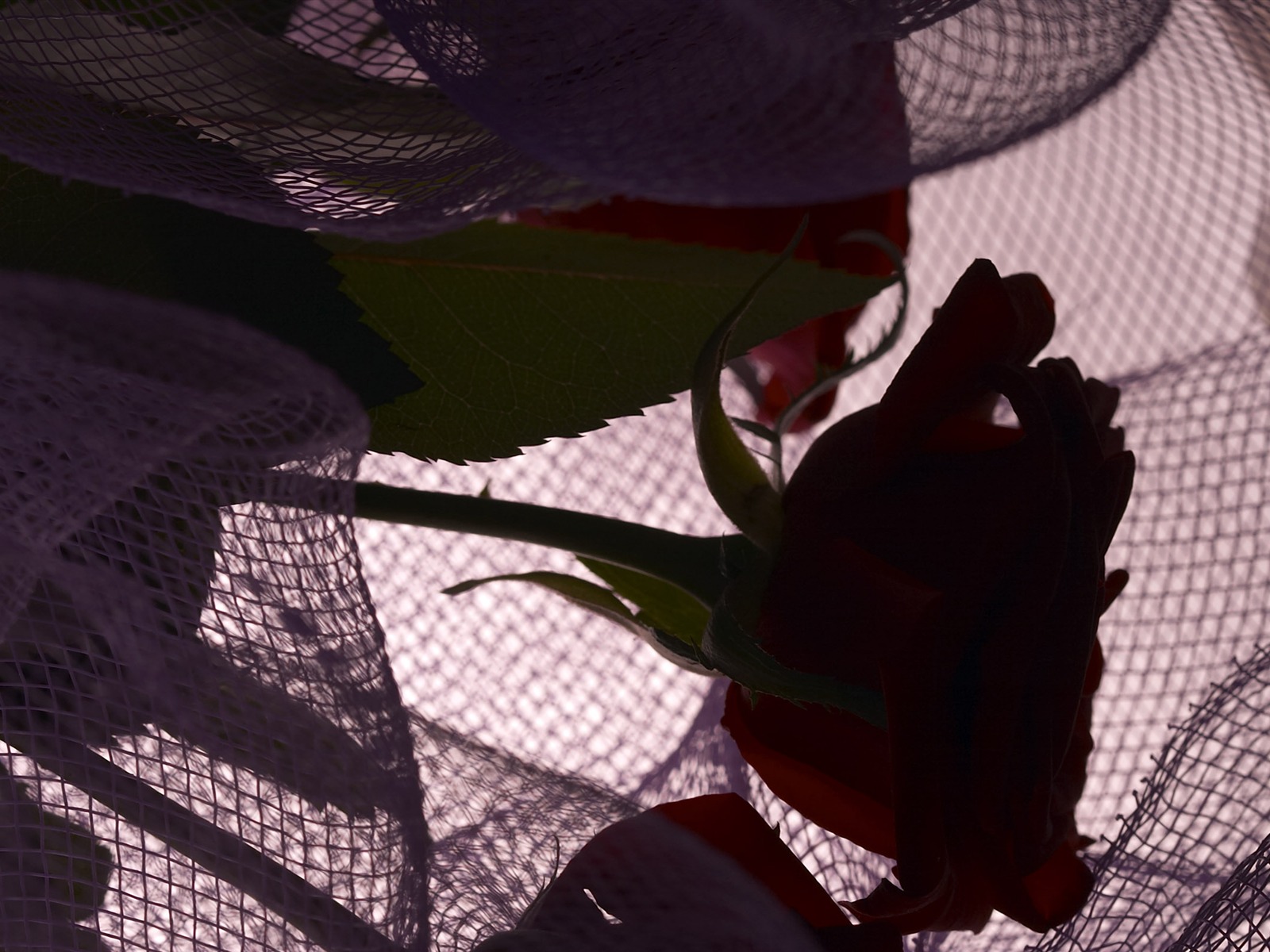 대형 꽃 기능 바탕 화면 (6) #9 - 1600x1200