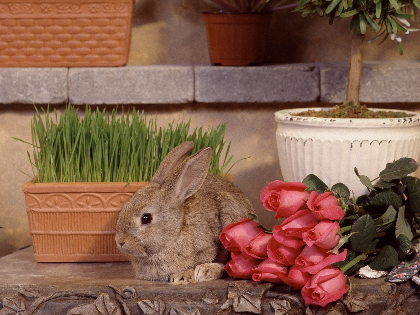 Rabbit Foto tapety (1) #14 - 1600x1200