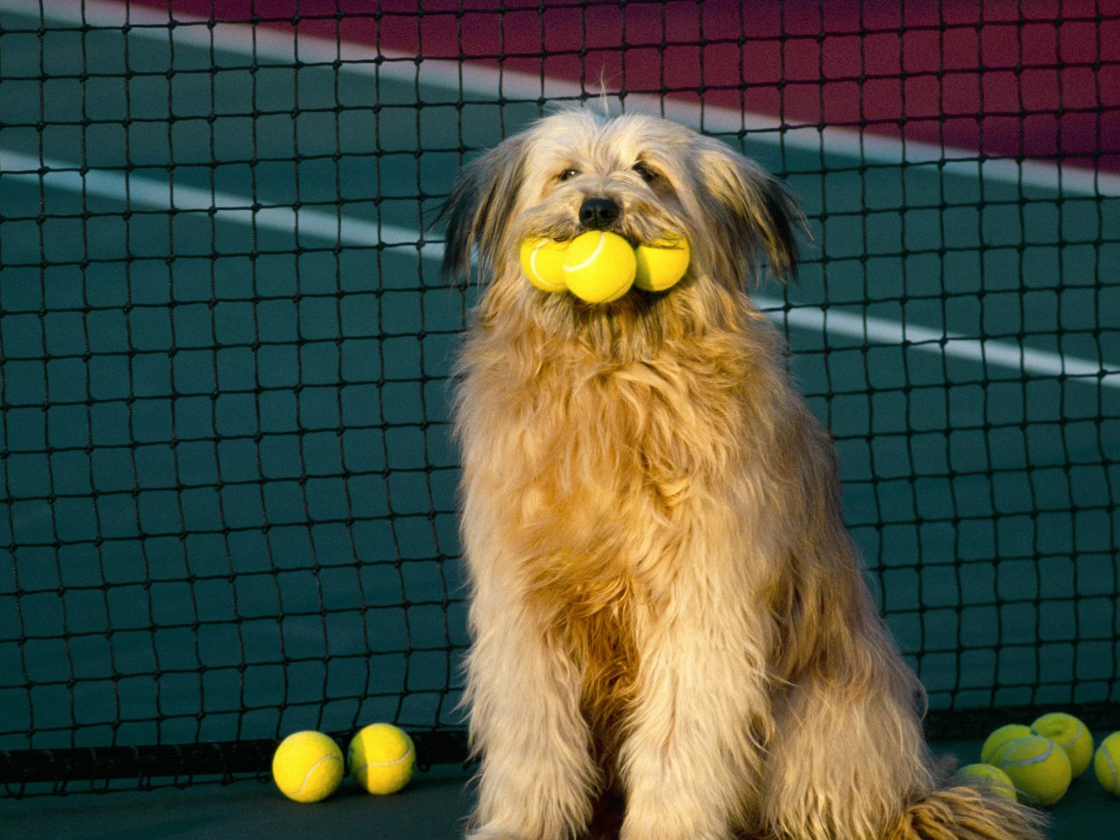 Puppy Photo HD wallpapers (3) #9 - 1600x1200
