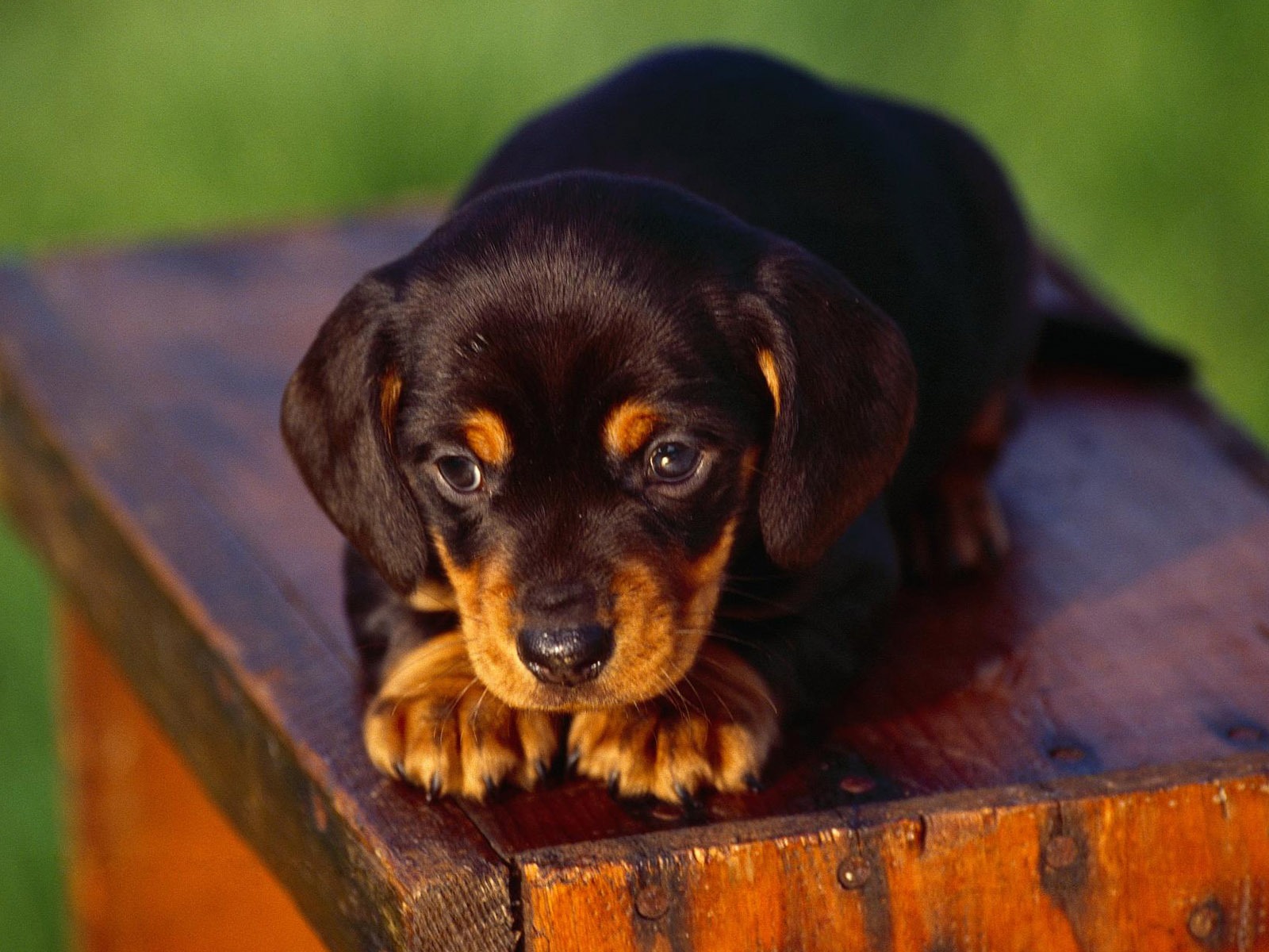 Puppy Photo HD wallpapers (3) #19 - 1600x1200