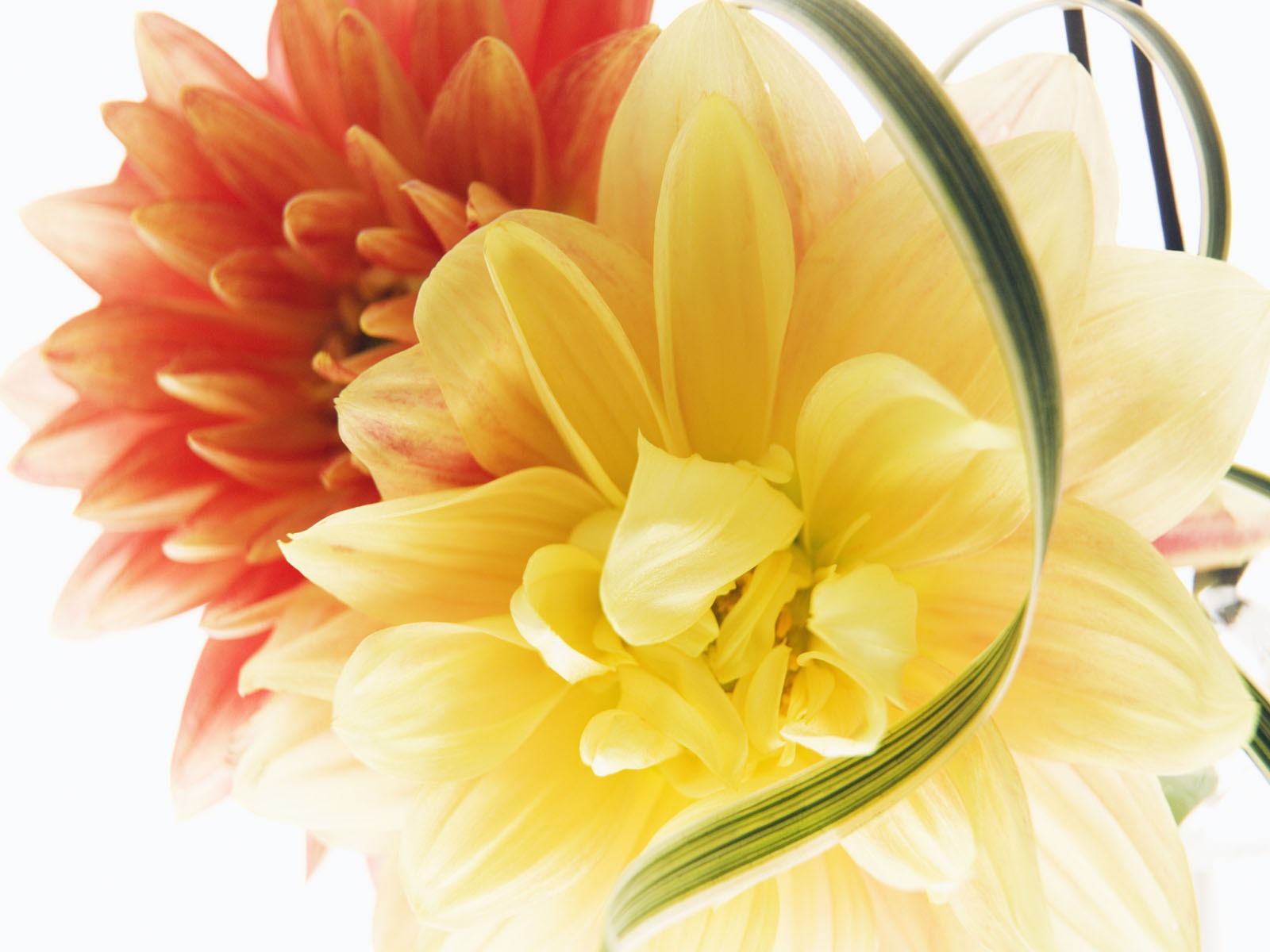 웨딩 꽃 배경 화면 (3) #4 - 1600x1200