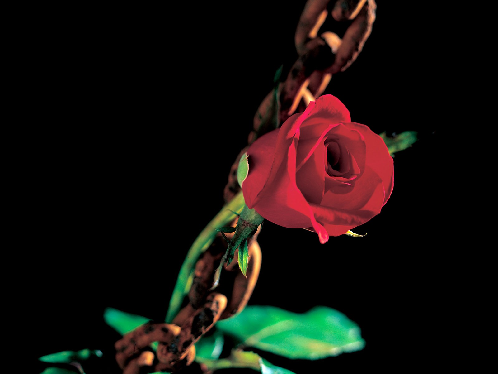 Rose Photo Wallpaper (1) #6 - 1600x1200