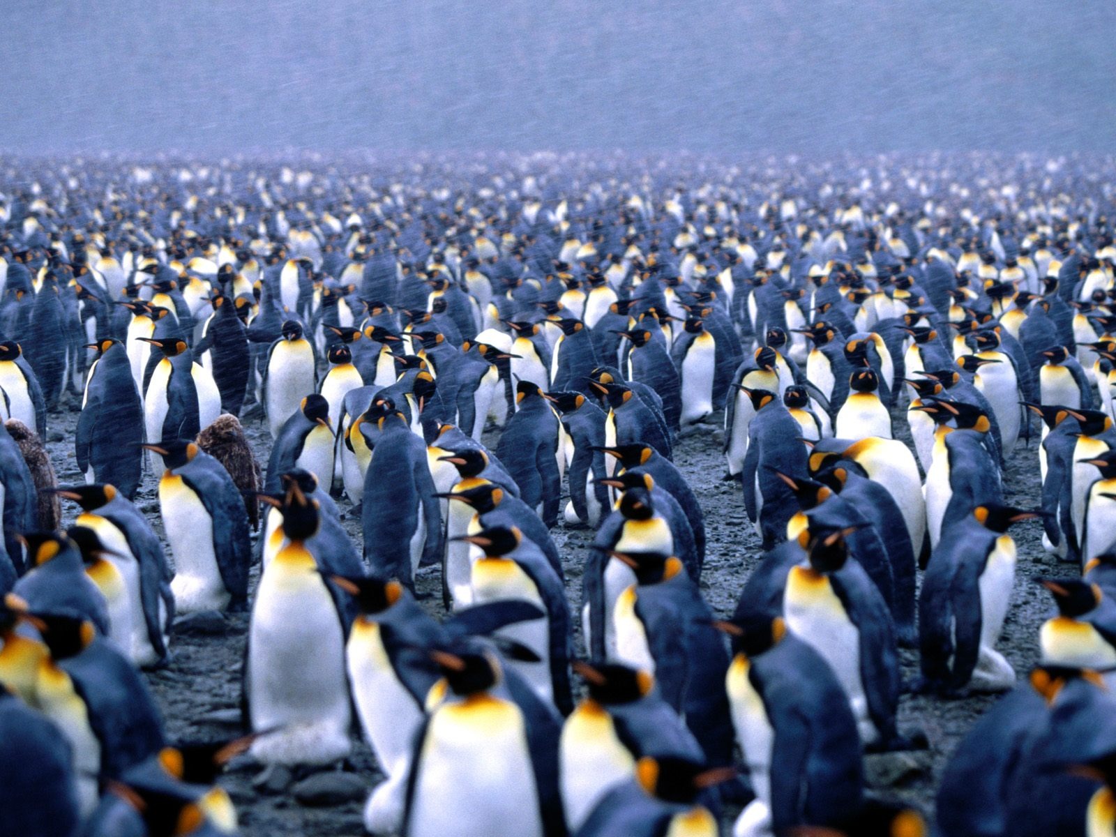 ペンギン写真の壁紙 #4 - 1600x1200